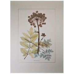 Italian Contemporary Hand Painted Botanical Print Representing Wild Angelica