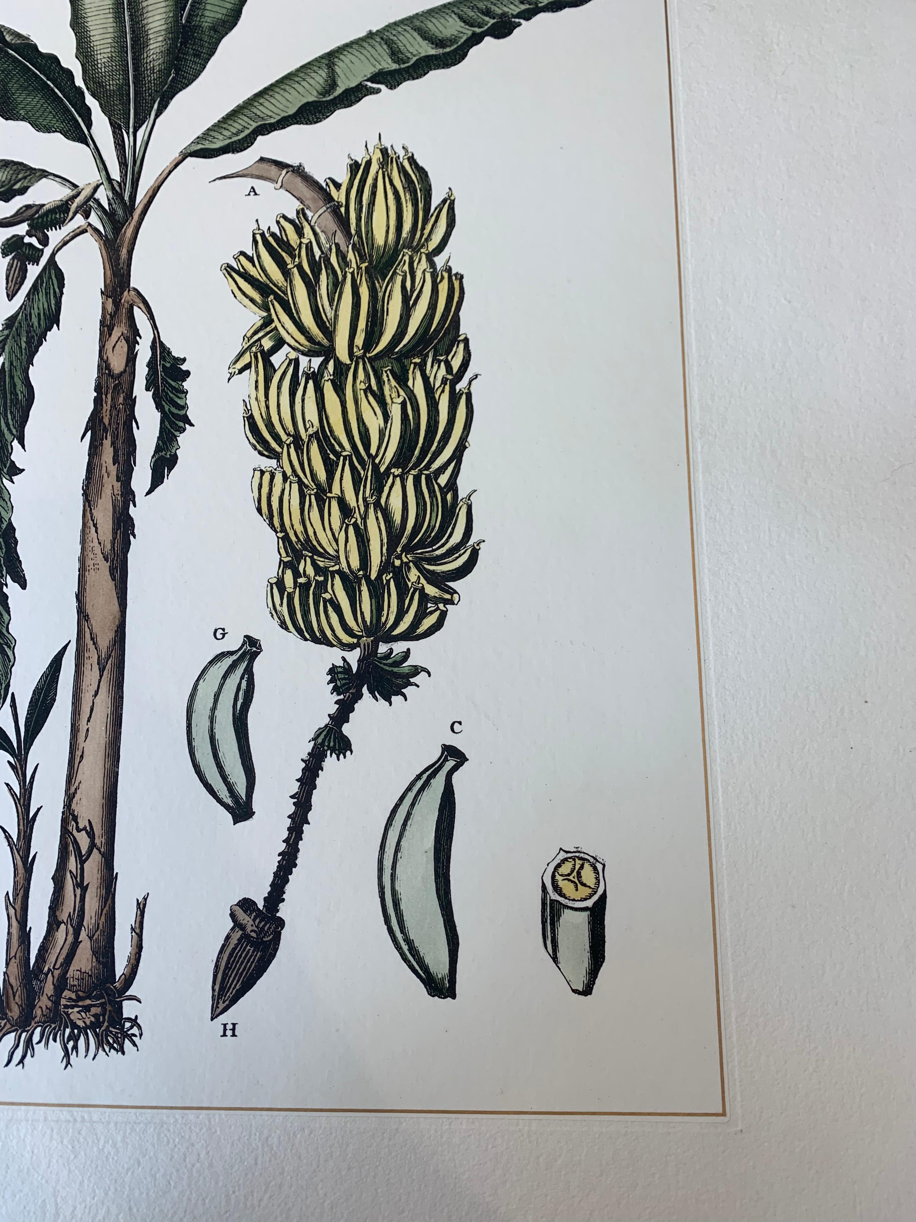 Italian Contemporary Hand Painted Botanical Print Set of 2, Banana Plant In New Condition In Scandicci, Florence