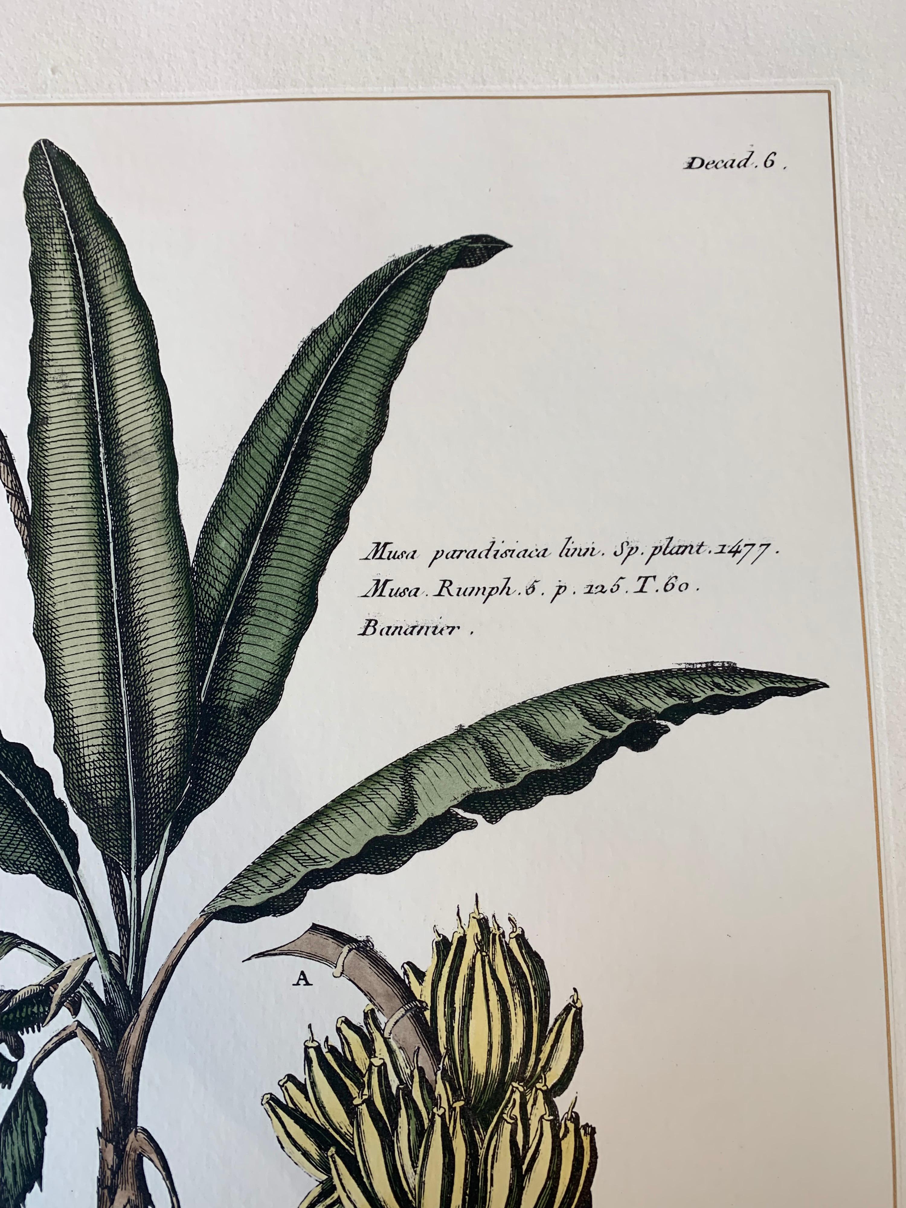 Paper Italian Contemporary Hand Painted Botanical Print Set of 2, Banana Plant