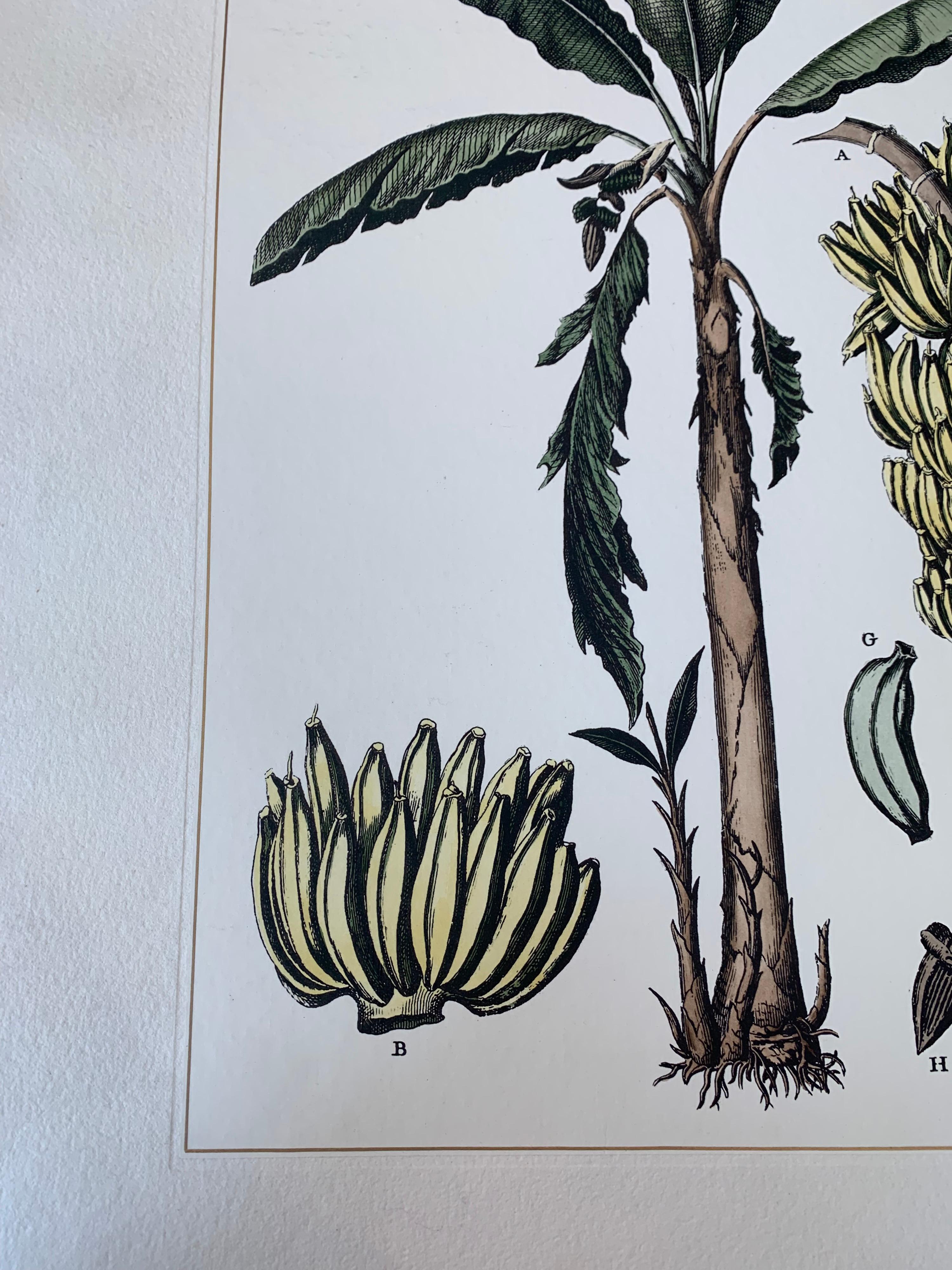 Italian Contemporary Hand Painted Botanical Print Set of 2, Banana Plant 1