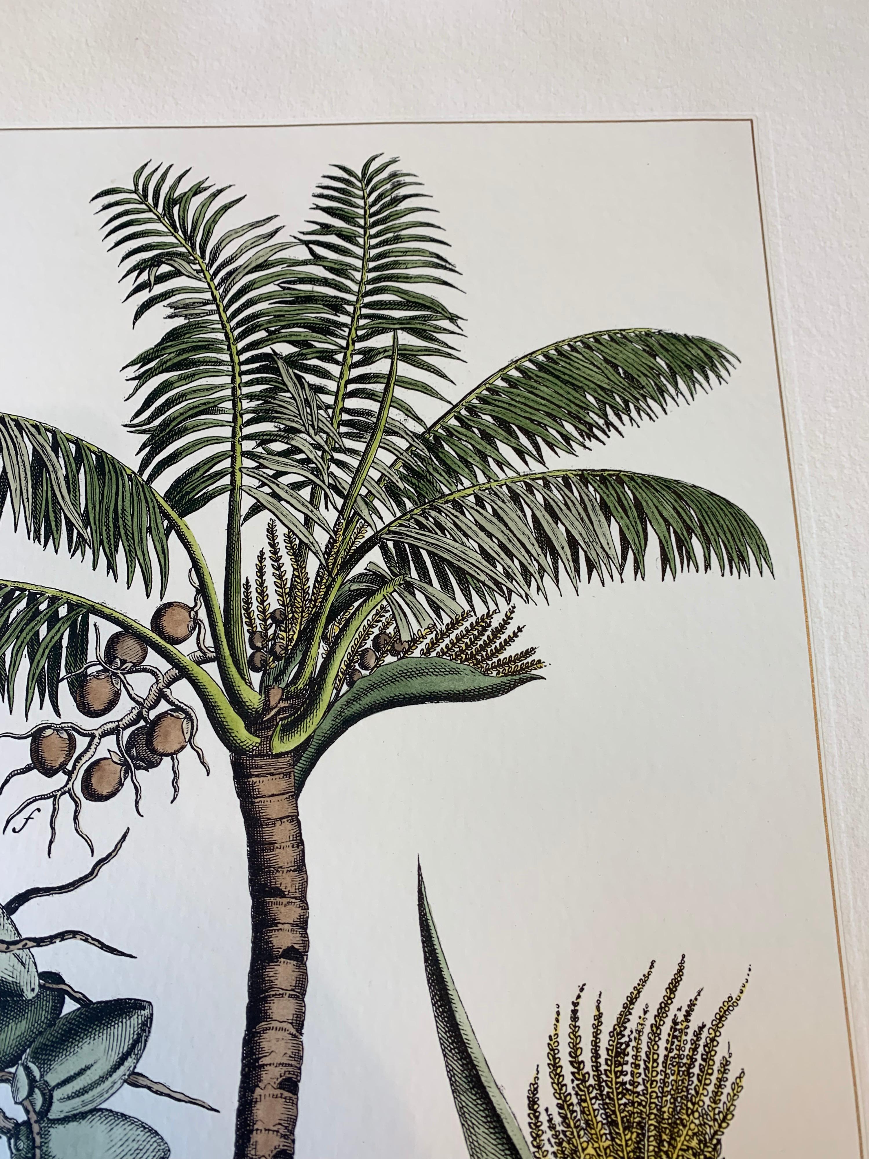 Elegant hand-watercoloured botanical print representing Coconut Plant.

This botanical style print is available in 2 different natural representations to create a bright and joyful composition. In couple with Banana Plant.

Each print is