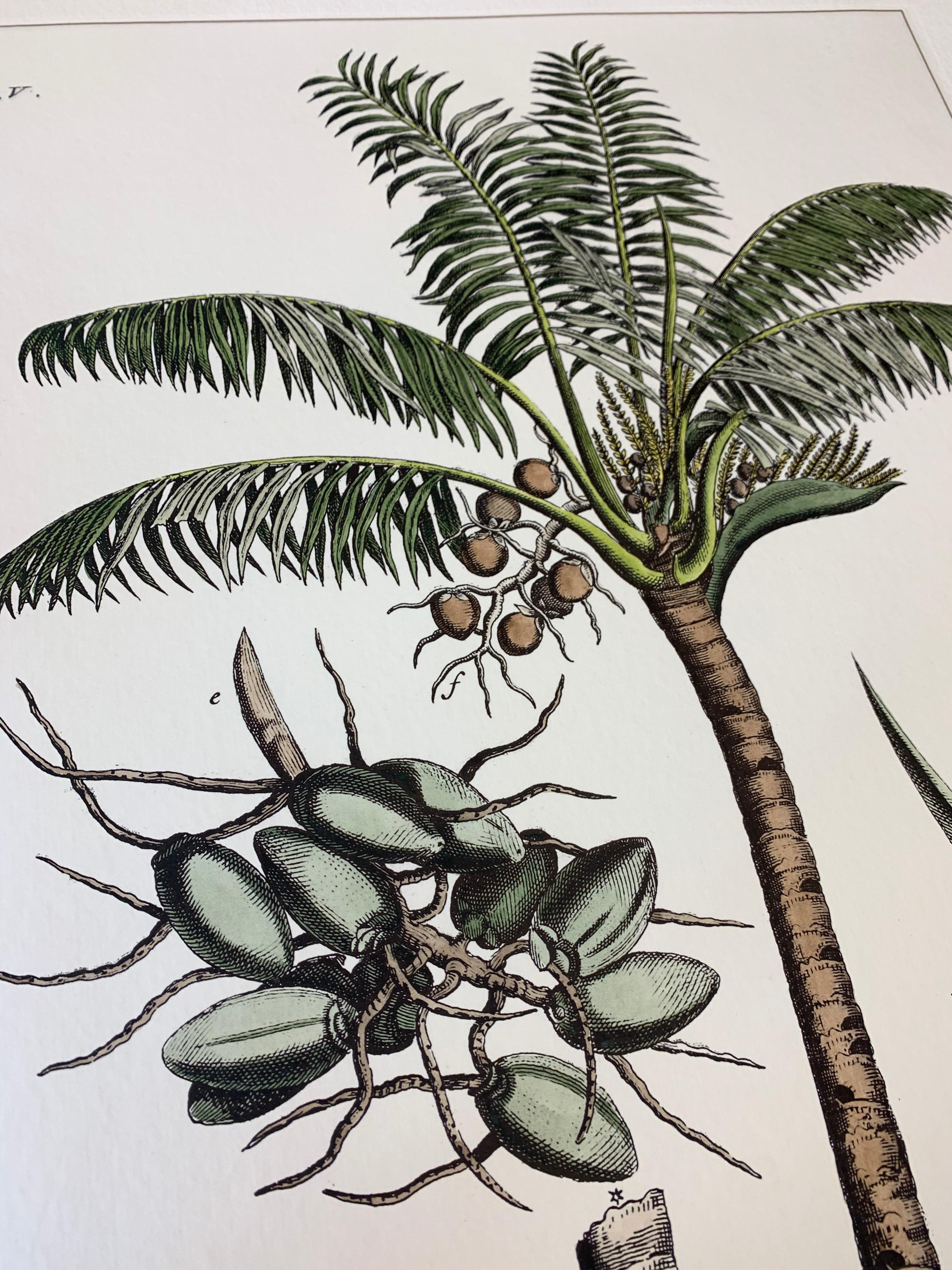 Hand-Painted Italian Contemporary Hand Painted Botanical Print Set of 2, Coconut Plant