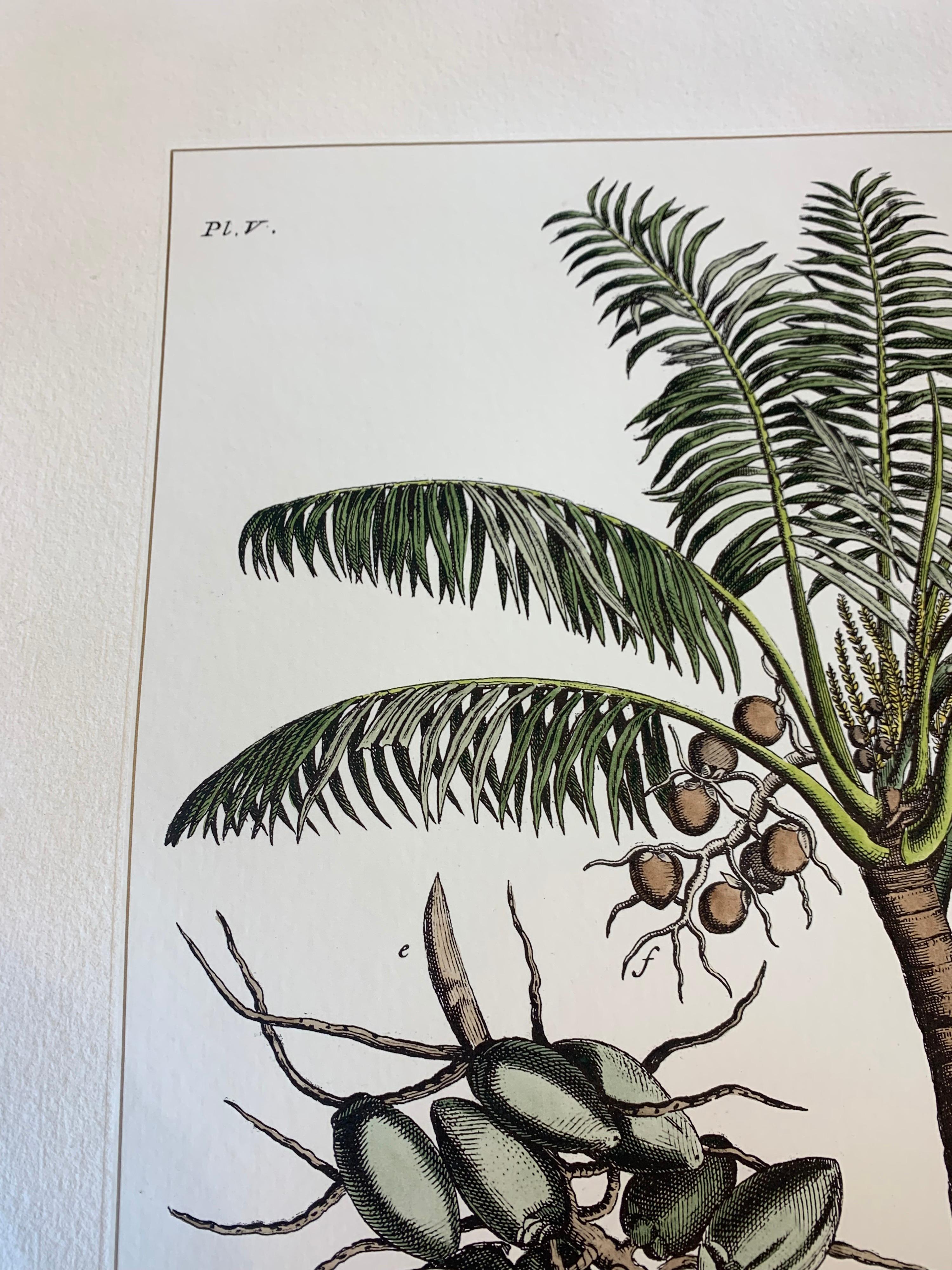 Italian Contemporary Hand Painted Botanical Print Set of 2, Coconut Plant In New Condition In Scandicci, Florence
