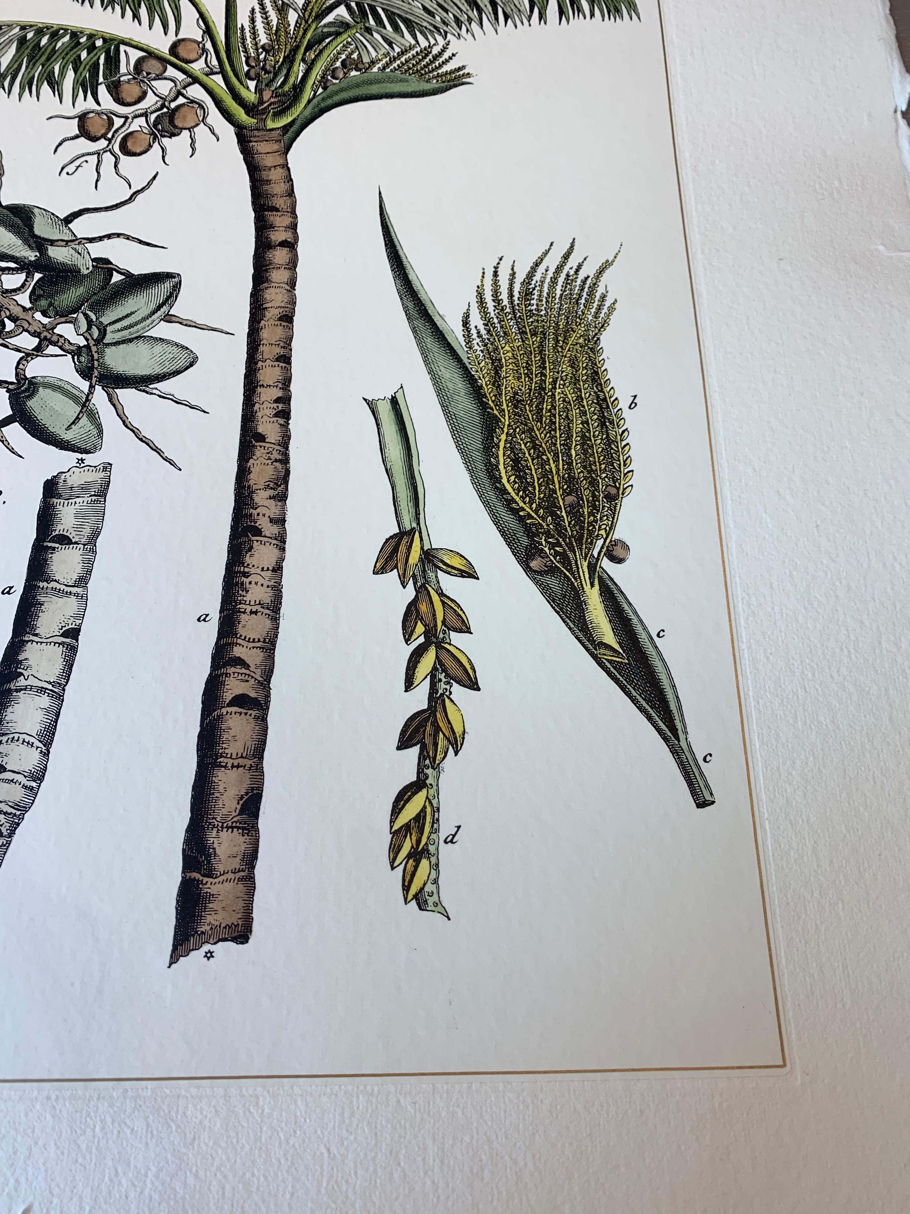 Italian Contemporary Hand Painted Botanical Print Set of 2, Coconut Plant 1
