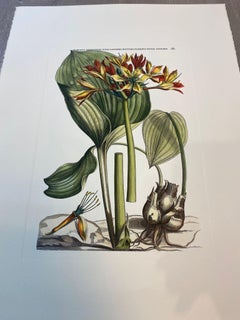 Impression botanique italienne contemporaine peinte à la main, lot de 4