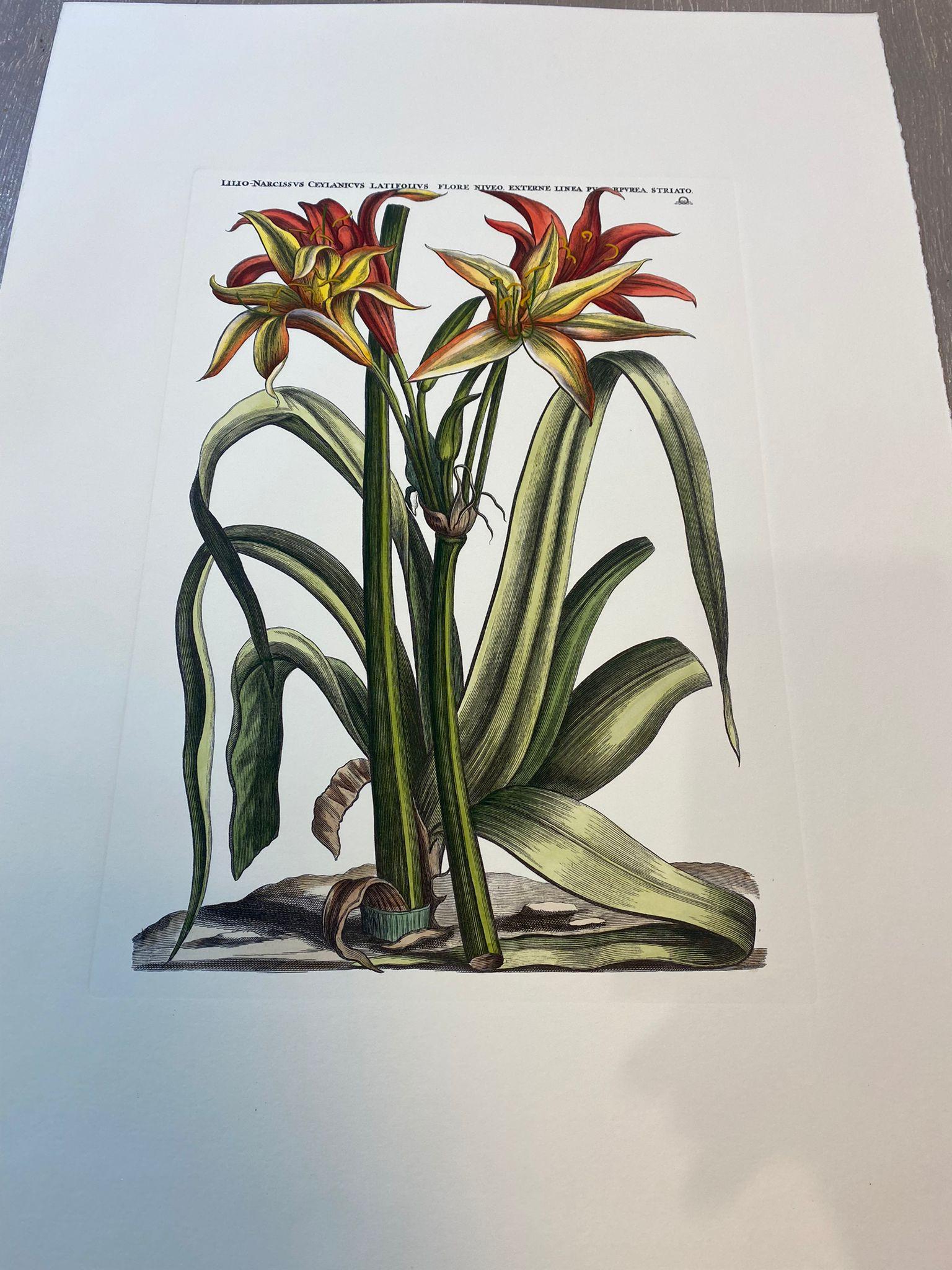 botanical prints set of 4