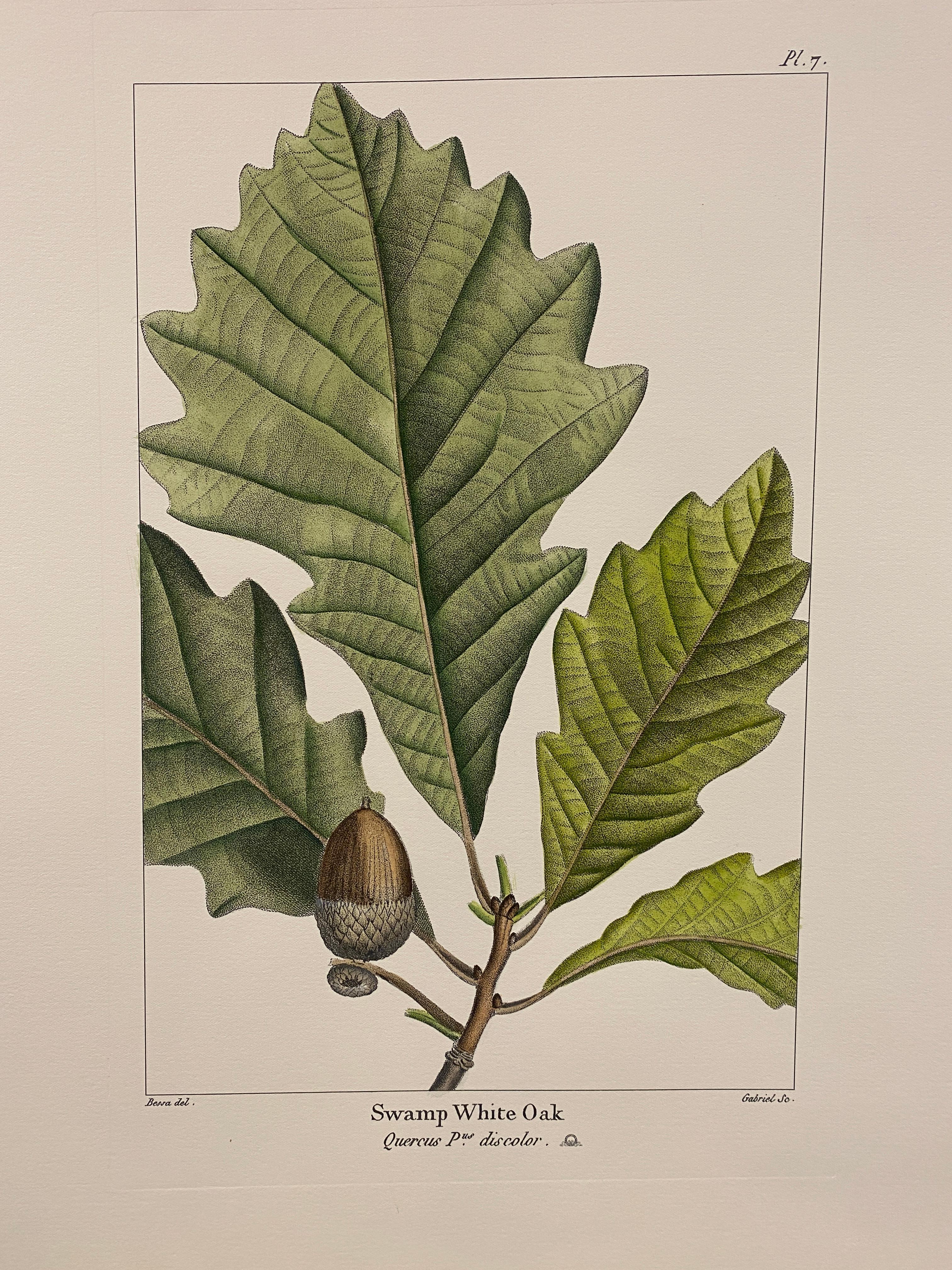 Druck aus der Collection Botanique Trees, der die Sumpf-Weißeiche darstellt, angereichert mit Grün- und Brauntönen und Nuancen von Aquarell, um sie realistischer zu machen.

Für eine farbenfrohe Komposition stehen auch verschiedene Blumendrucke von