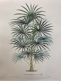 Italian Contemporary Hand Painted Botanical Print "Thrinax Graminifolia" 5 of 6