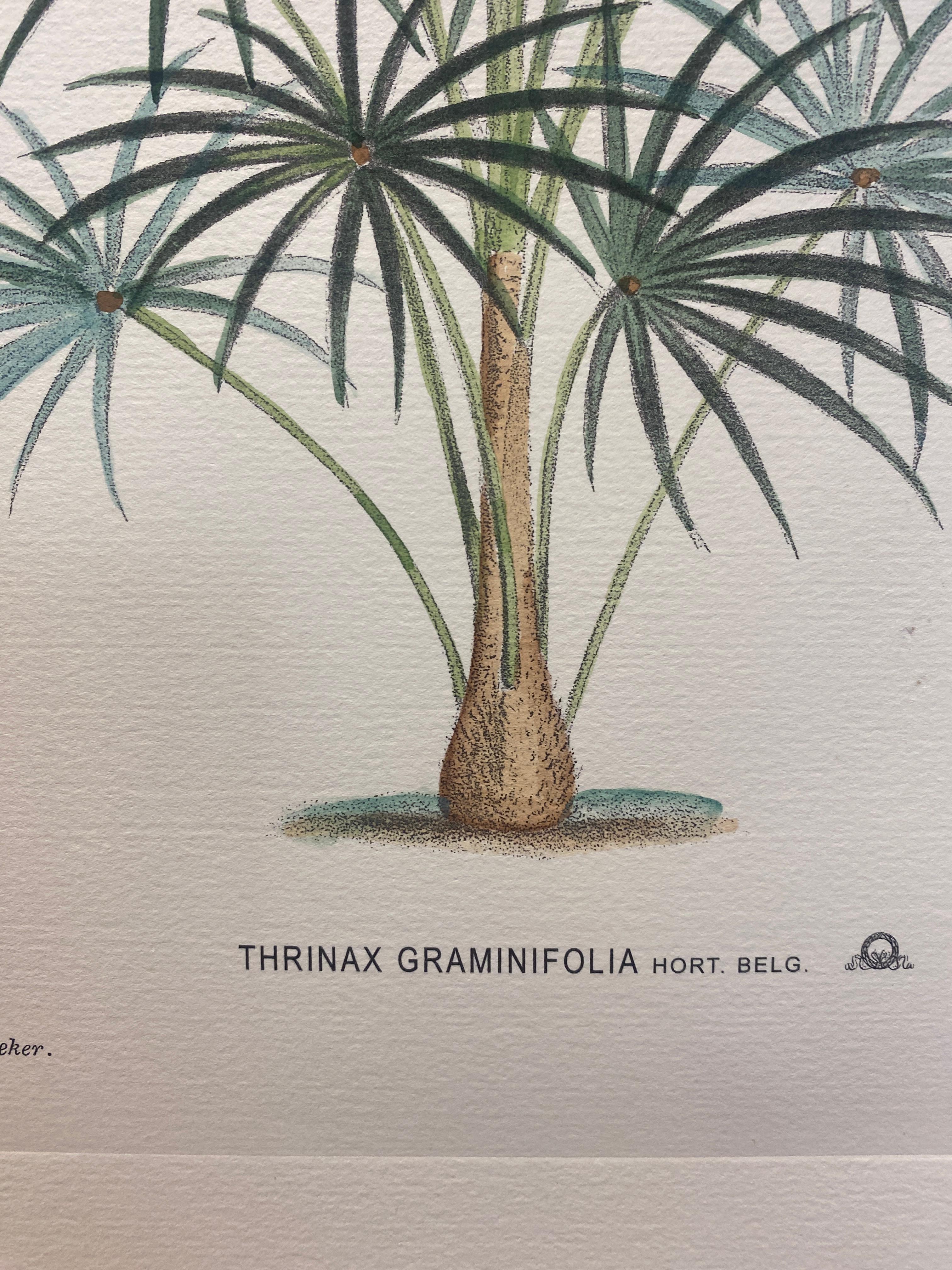 Dipinto a mano Stampa botanica italiana contemporanea dipinta a mano 