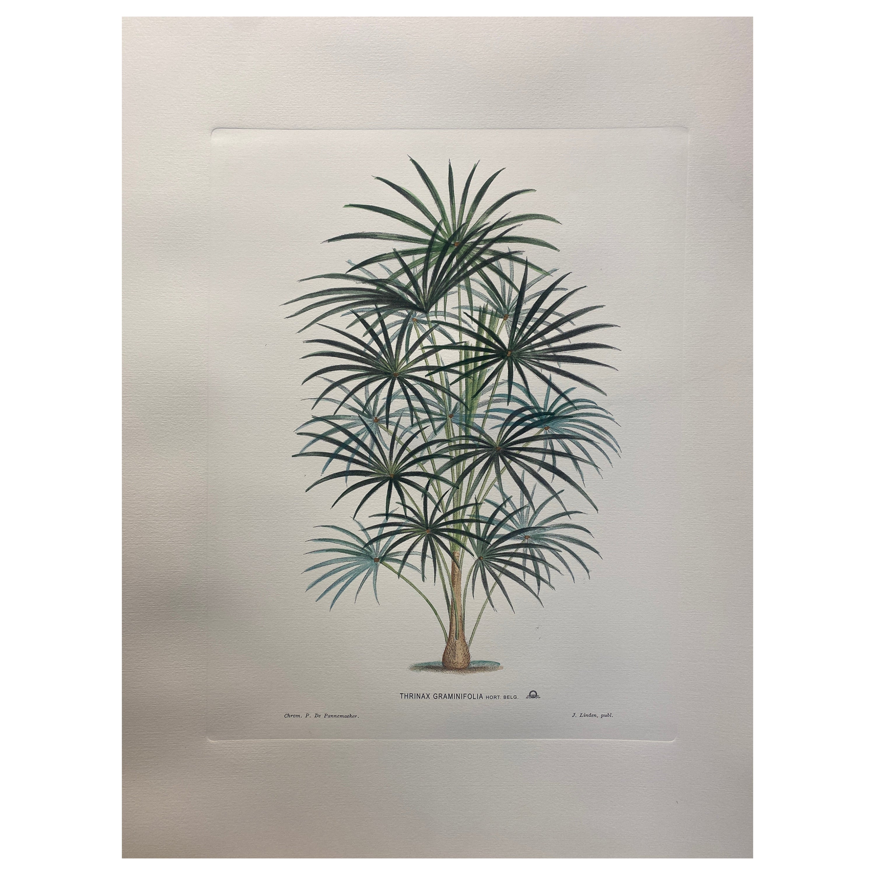 Italienische Contemporary Handgemalte Botanische Grafik "Thrinax Graminifolia" 5 von 6