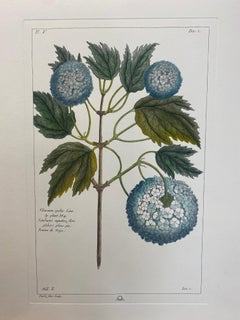 Italienischer Contemporary handgemalter botanischer Druck "Viburnum Opulus Linn"