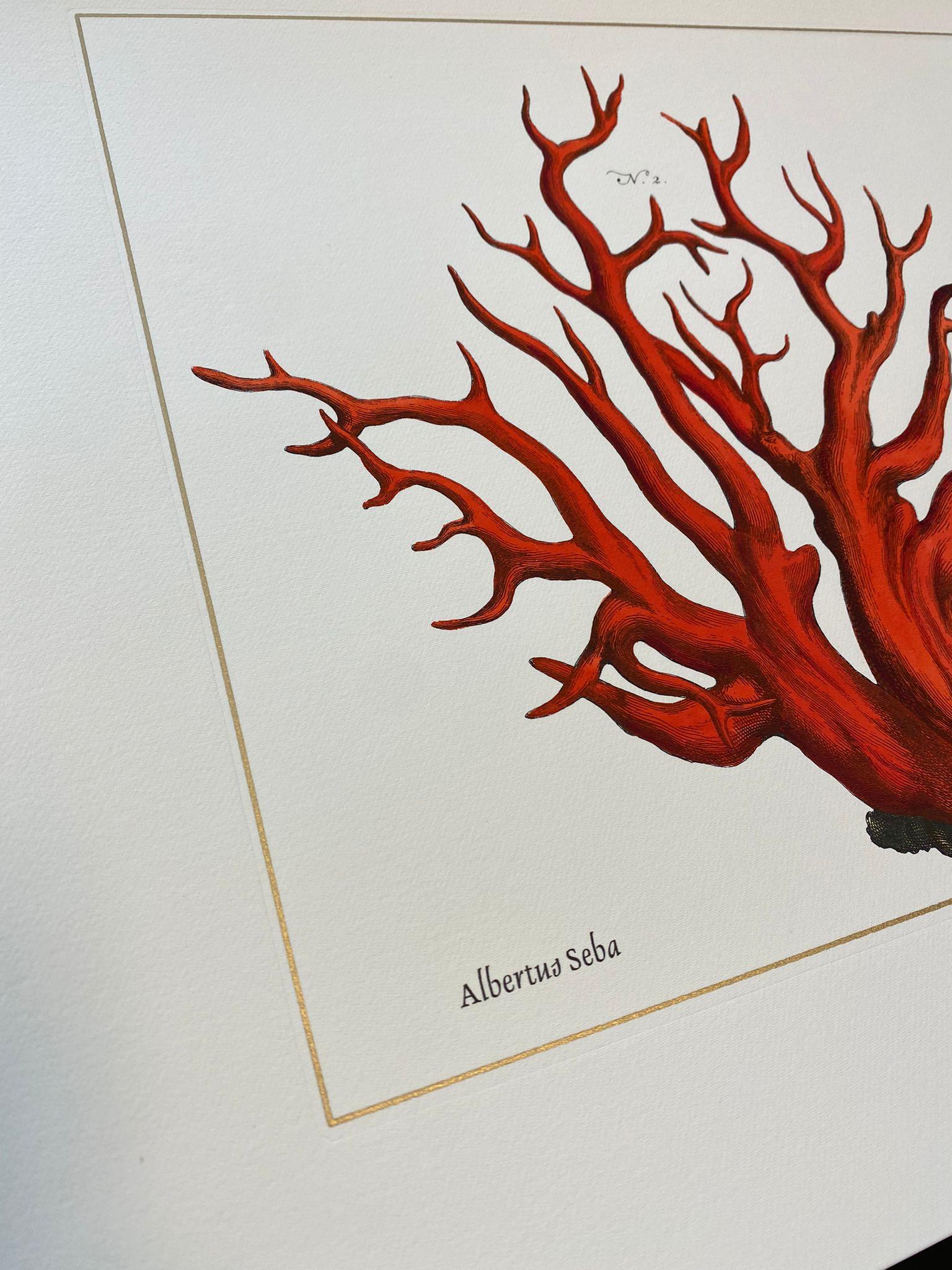 Elegant hand-watercoloured print representing Corallium Rubrum in red nuance, Image reproduced from the famous illustrations by Albertus Seba' Cabinet of Natural Curiosities.
These prints are available in 3 different representations and 2 colors,