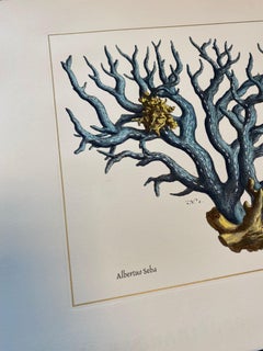 Stampa contemporanea italiana dipinta a mano Albertus Seba "Corallium Rubrum", 3 di 5