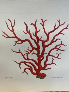 Grabado Italiano Contemporáneo Pintado a Mano Albertus Seba "Corallium Rubrum", 5 de 5
