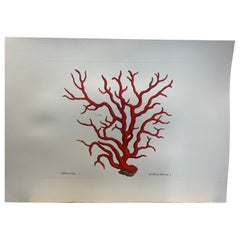 Stampa contemporanea italiana dipinta a mano Albertus Seba "Corallium Rubrum", 5 di 5