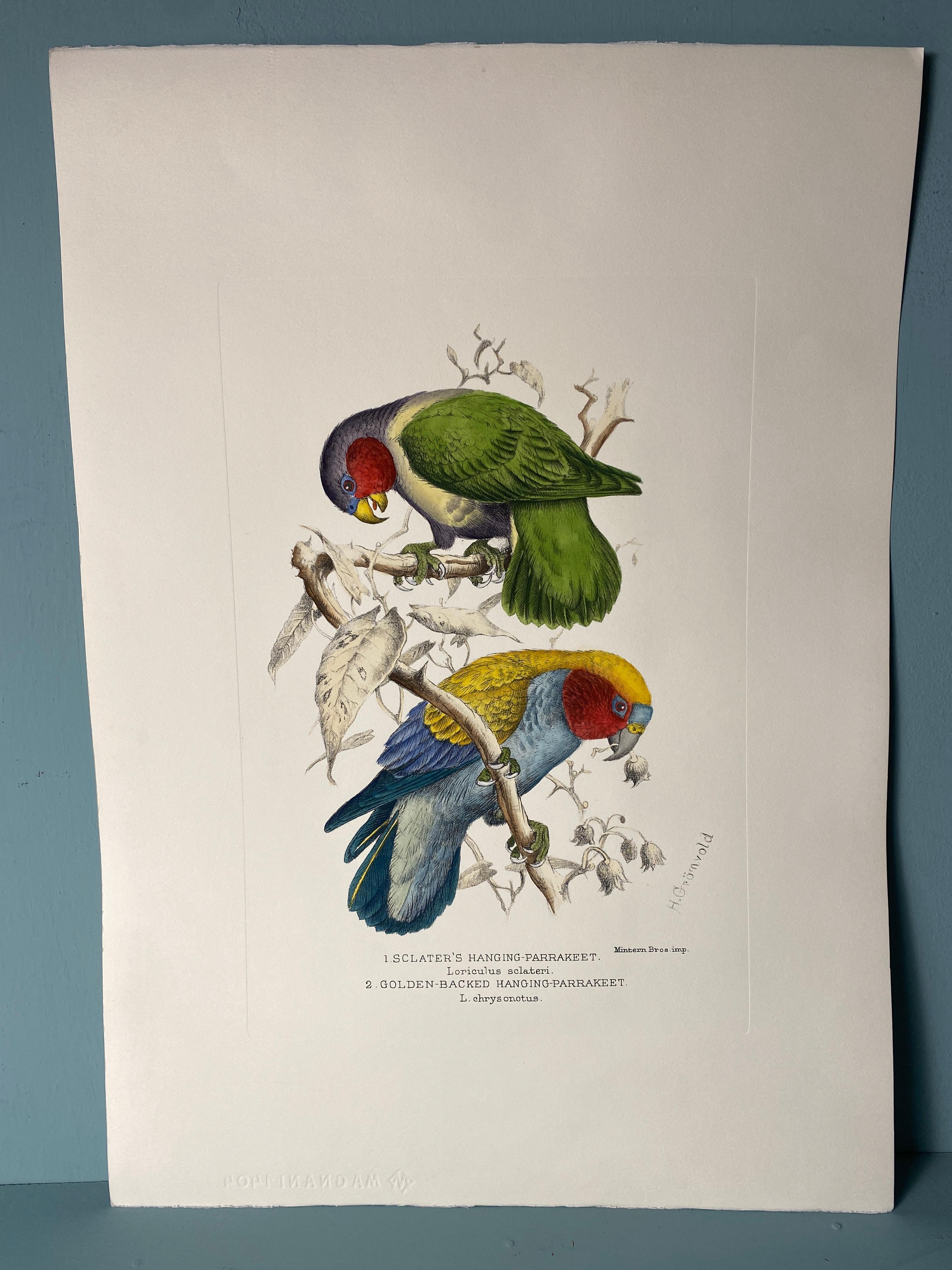 Elegante stampa acquerellata a mano raffigurante due Parrakeets pensili con tanti colori vivaci. Immagine riprodotta dalle famose illustrazioni di Henrik Grönvold.
Stampato manualmente su carta da incisione in cotone al 100% a Firenze.
Ogni stampa è