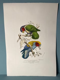 Italienische Contemporary Handgemachte Grafik von Henrik Grönvold "Parrakeets" 1 von 3