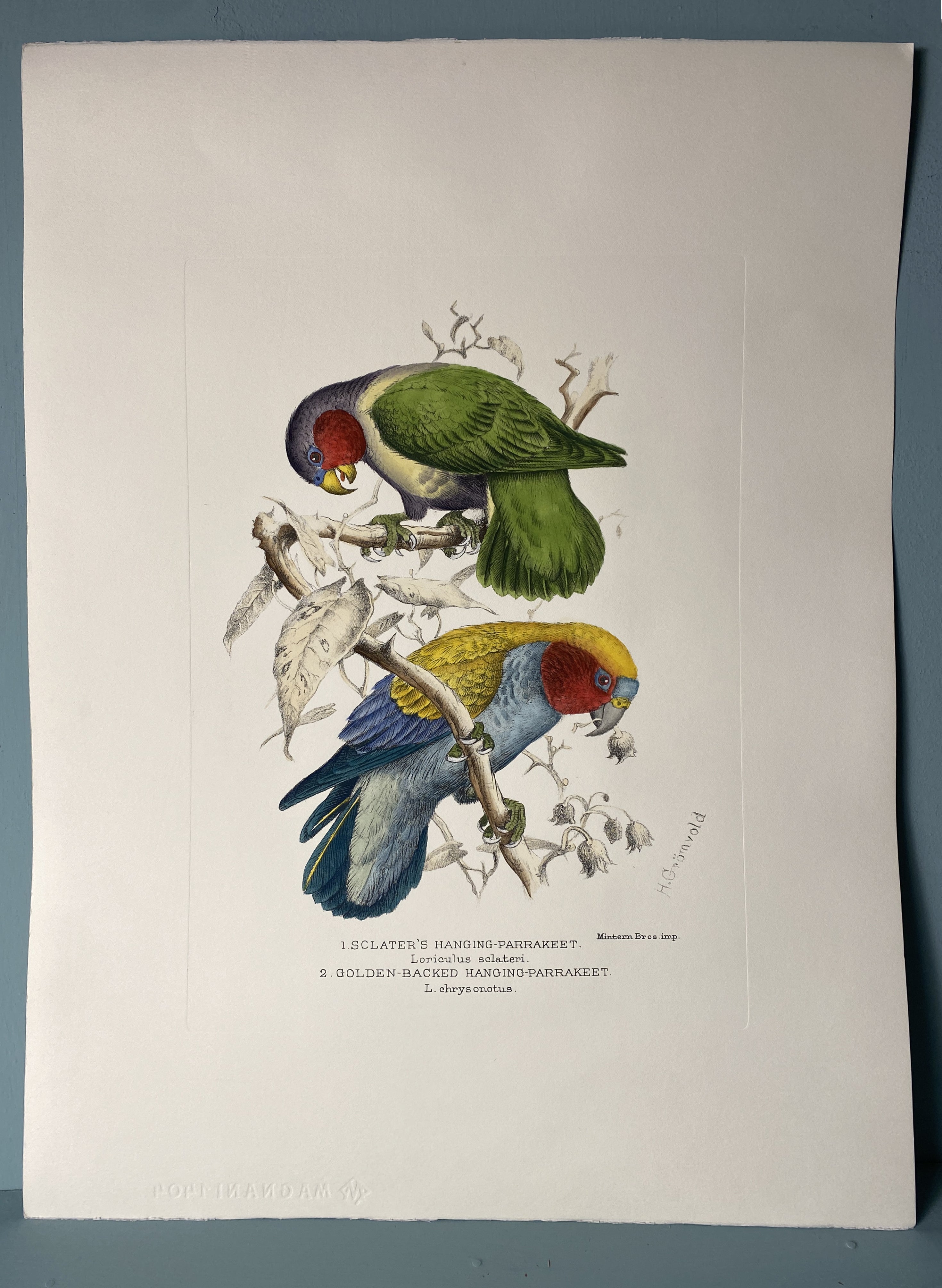 Elegante stampa acquerellata a mano raffigurante due Parrakeets pensili con tanti colori vivaci. Immagine riprodotta dalle famose illustrazioni di Henrik Grönvold.
Stampato manualmente su carta da incisione in cotone al 100% a Firenze.
Ogni stampa è