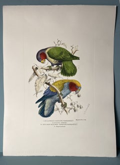 Impression peinte à la main contemporaine italienne par Henrik Grönvold "Parrakeets" 2 de 3