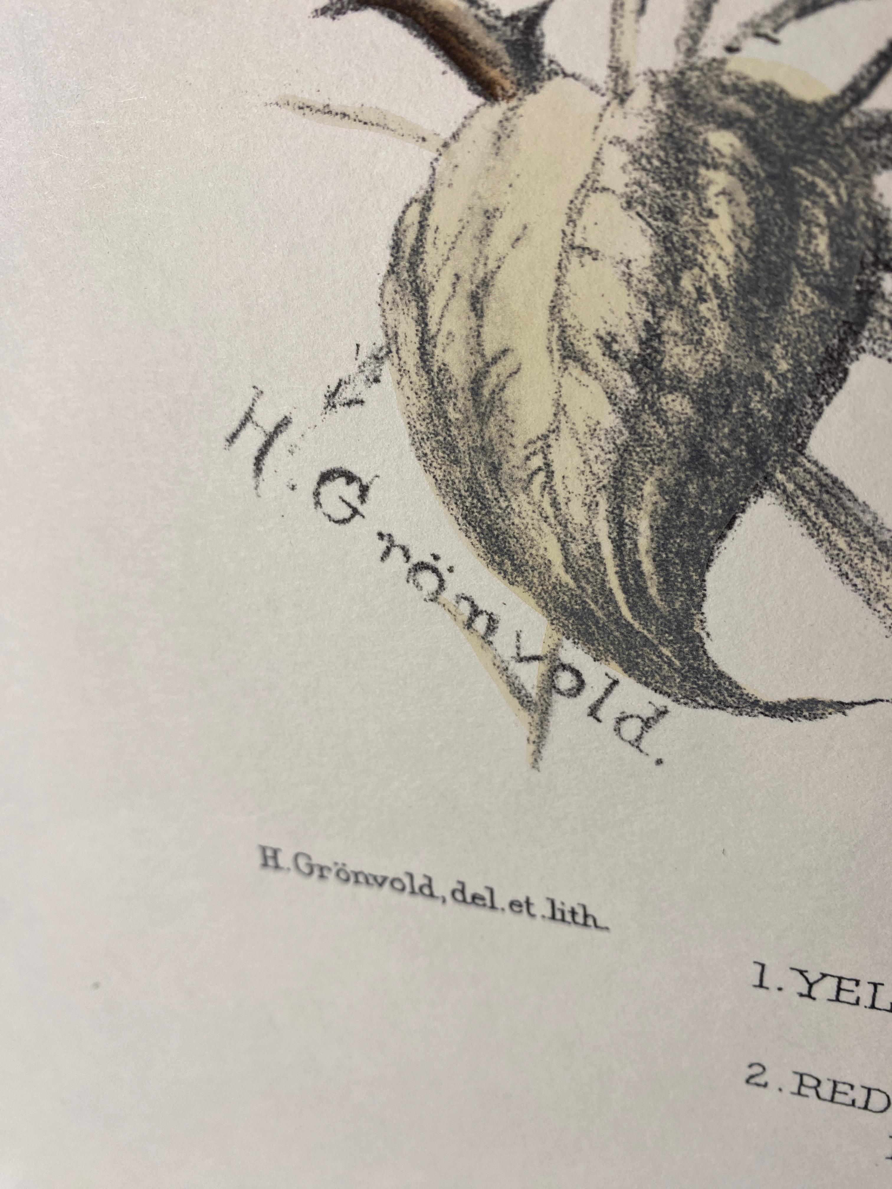 Carta Stampa contemporanea italiana dipinta a mano di Henrik Grönvold 