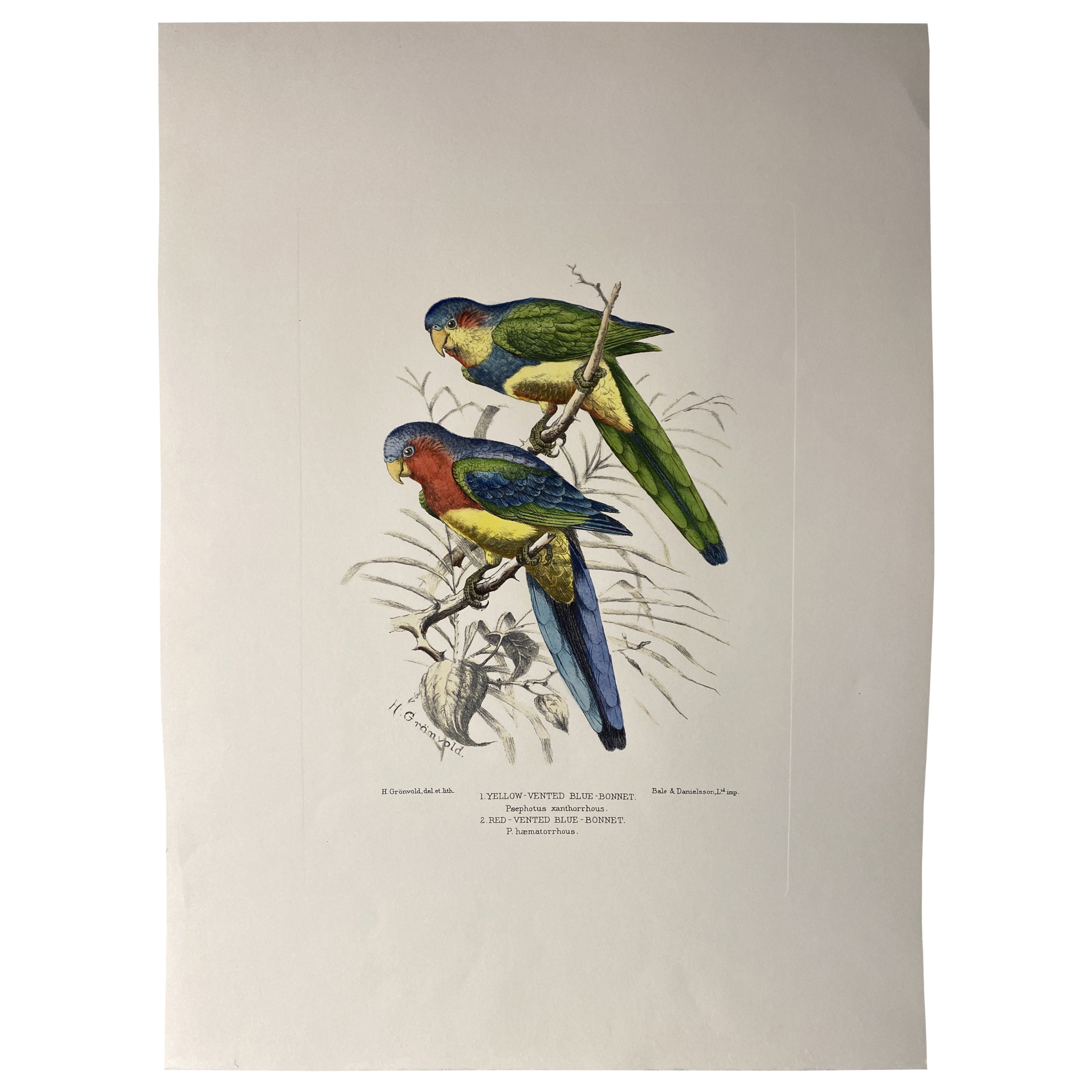 Italienische Contemporary Handgemachte Grafik von Henrik Grönvold "Parrakeets" 3 von 3
