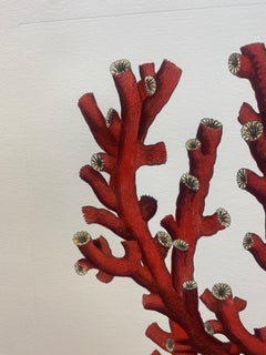 Grabado Italiano Contemporáneo Pintado a Mano "Corallium Rubrum", 2 de 2