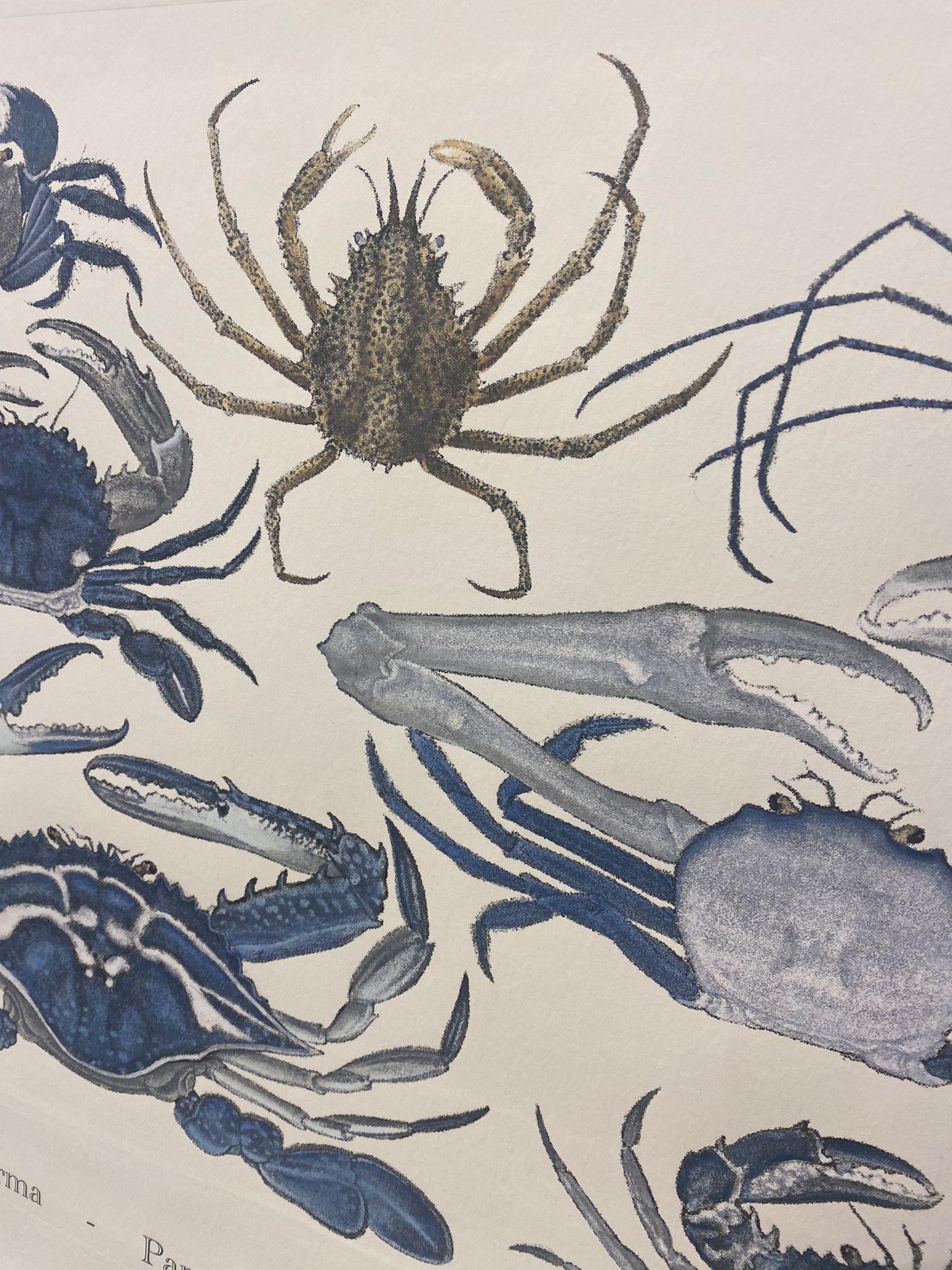 Eleganter handaquarellierter Druck, der Krabben darstellt, aus der Serie Japanese Sea Life
Dieser Druck im Marinestil ist in 6 verschiedenen natürlichen Darstellungen erhältlich, um eine helle und fröhliche Komposition zu schaffen:
- Quallen
-