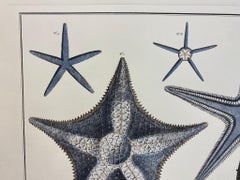 Italian Contemporary Hand Painted Print Japanese Sea Life "Starfishes", 1 of 2