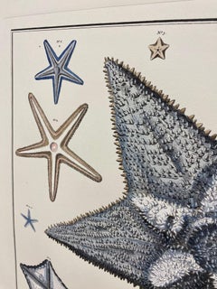 Italian Contemporary Hand Painted Print Japanese Sea Life "Starfishes", 2 of 2