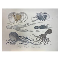 Italian Contemporary Hand Painted Print Japanese Sea Life "Starfishes", 6 of 6