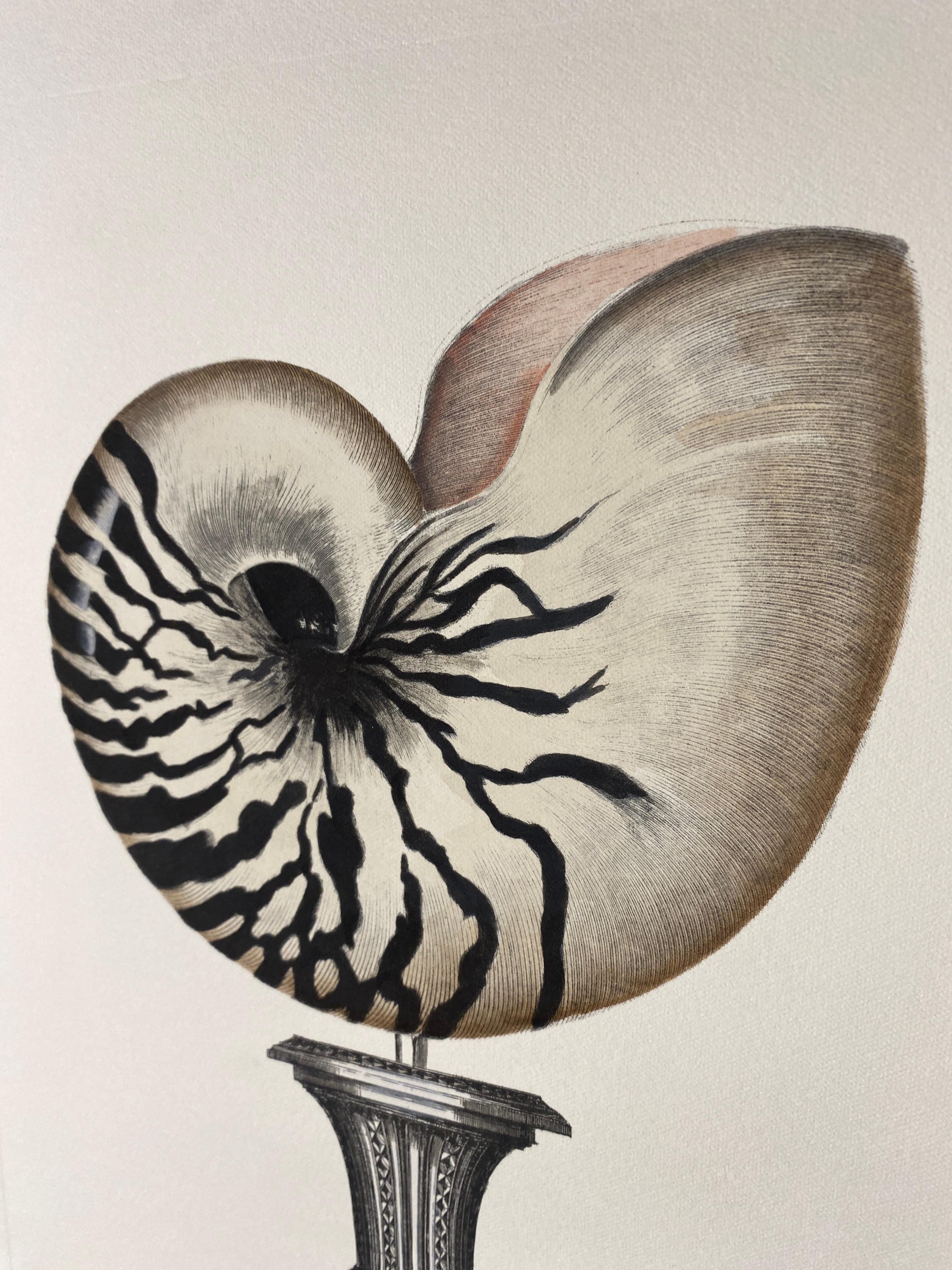 Elegant hand-watercolored print representing a sheffield candle holder with a Sea-shell hand-colored in light grey nuance, Image reproduced from ancient and famous illustrations. 
Images that representing the movement called Objets de Curiosité, a