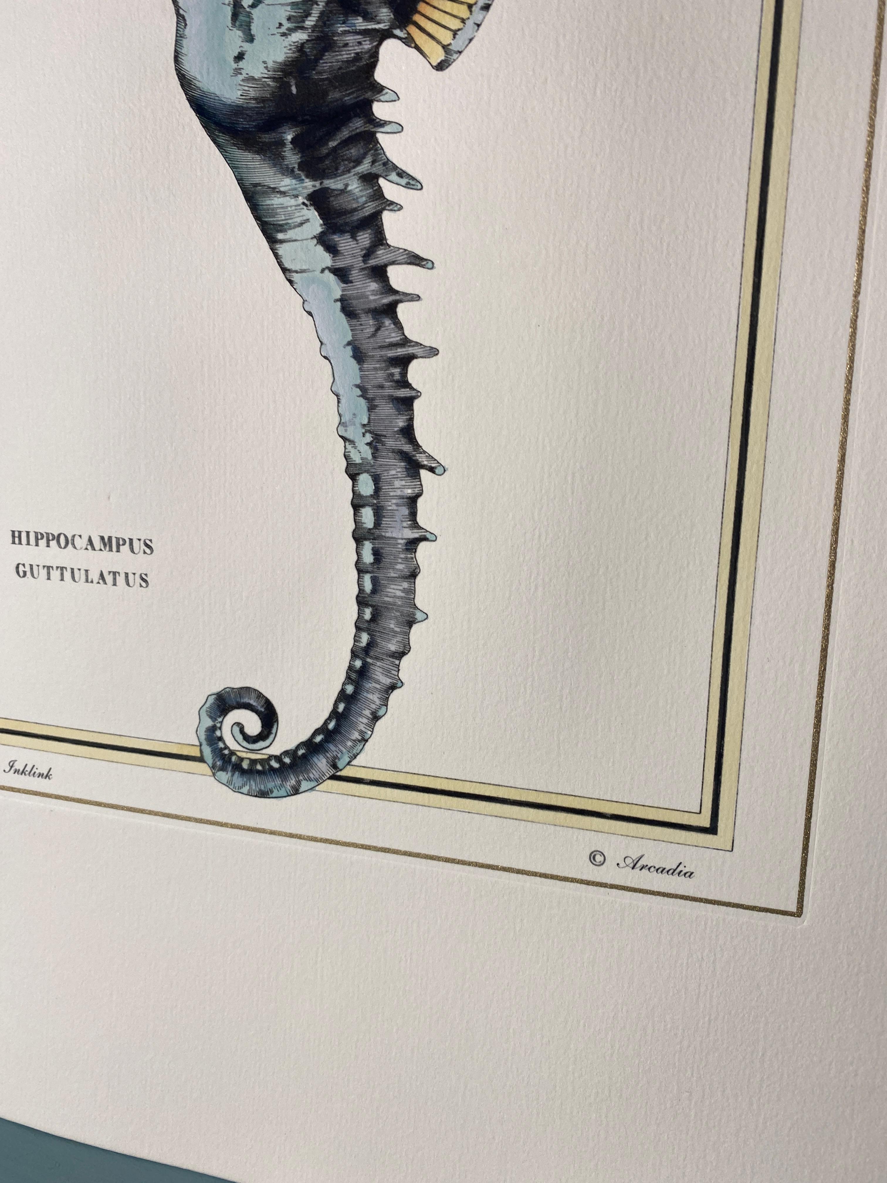 Elegant hand-watercolored print representing an Hippocampus Guttulatus in light blue nuance, Image reproduced from ancient and famous illustrations, with a simple gold squaring.
These prints are available in 2 different representations, to create a