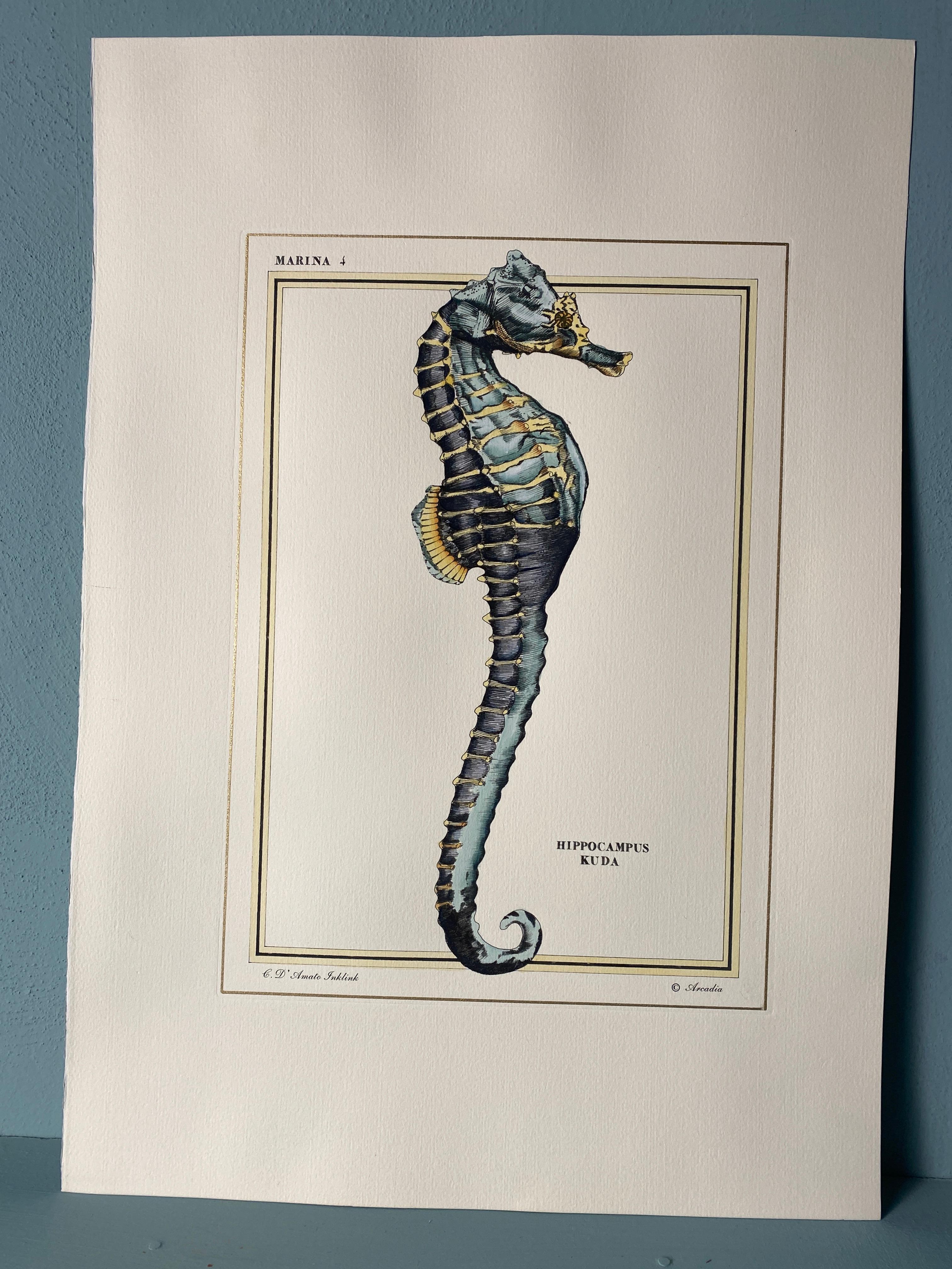 Elegant hand-watercolored print representing an Hippocampus Kuda in light blue nuance, Image reproduced from ancient and famous illustrations, with a simple gold squaring.
These prints are available in 2 different representations, to create a bright