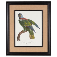 Gravure contemporaine italienne coloriée à la main "Le Perroquet" Cadre en bois et jute 2 de 2