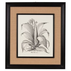 Stampa artigianale contemporanea italiana "Aloe America" Cornice in legno e iuta 1 di 2