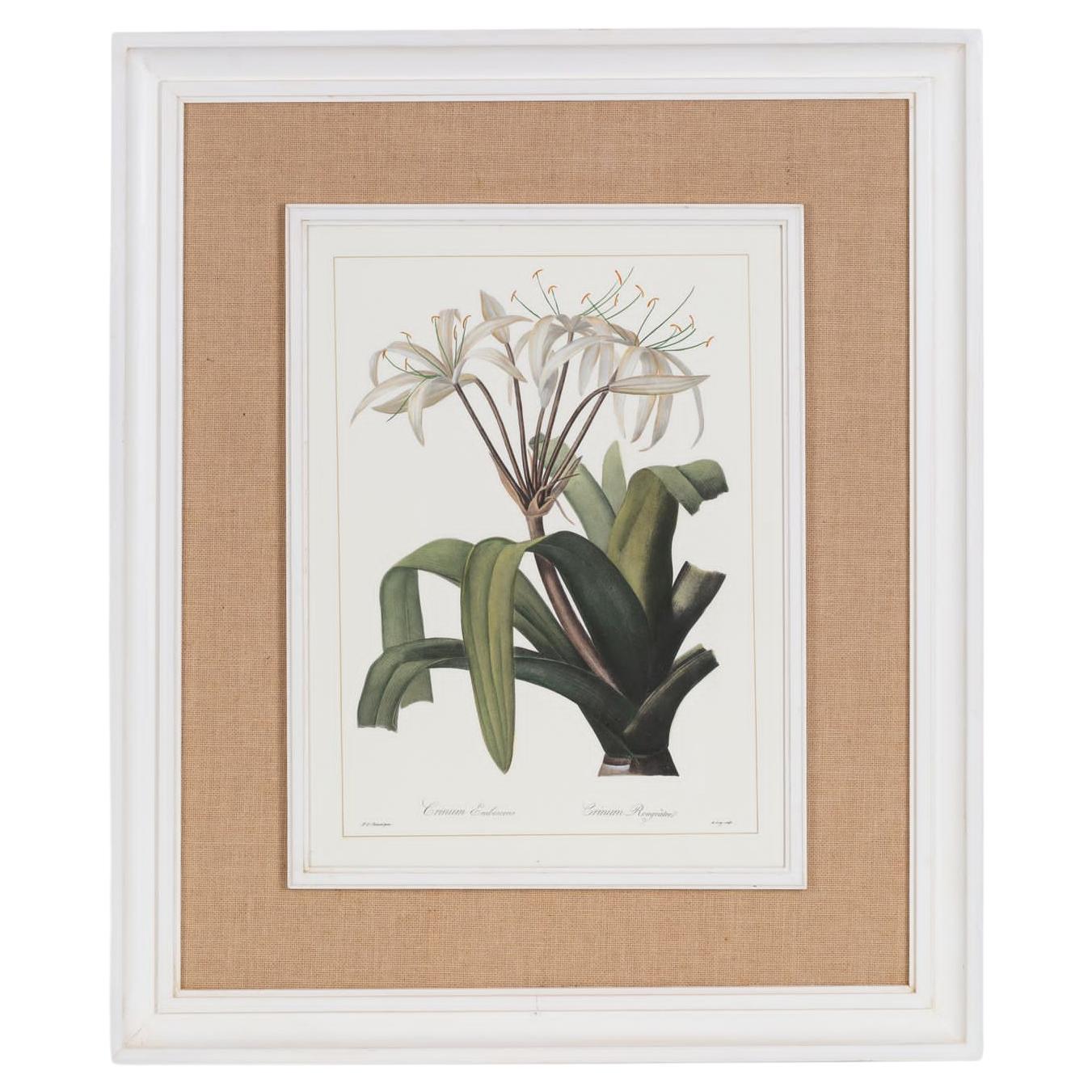 Italian Contemporary HandCrafted Print "Crinum" with Wood and Jute Frame 1 of 2