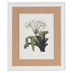 Italian Contemporary HandCrafted Print "Crinum" with Wood and Jute Frame 1 of 2