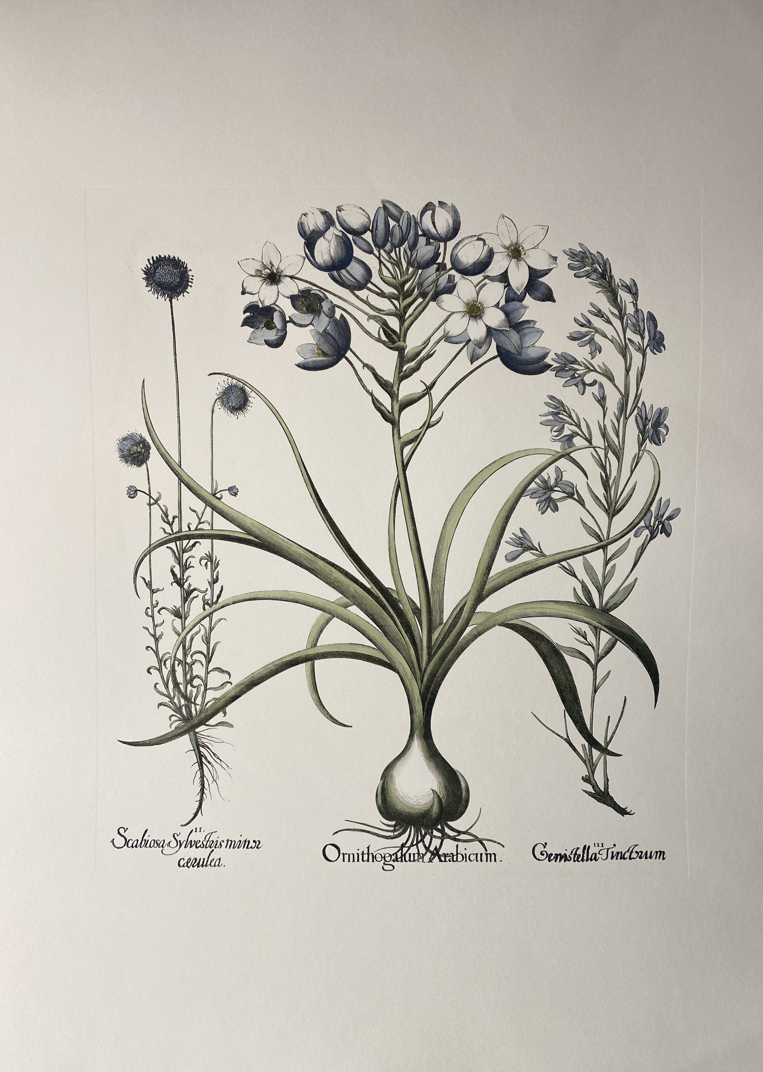 Print from the Collection Botanique Bulbacee representing Iris Latifolia, enriched with blue colors and nuances of watercolor.

Another different Bulbacee flowers prints are available to create a colourful composition.The collection i composed by:
-