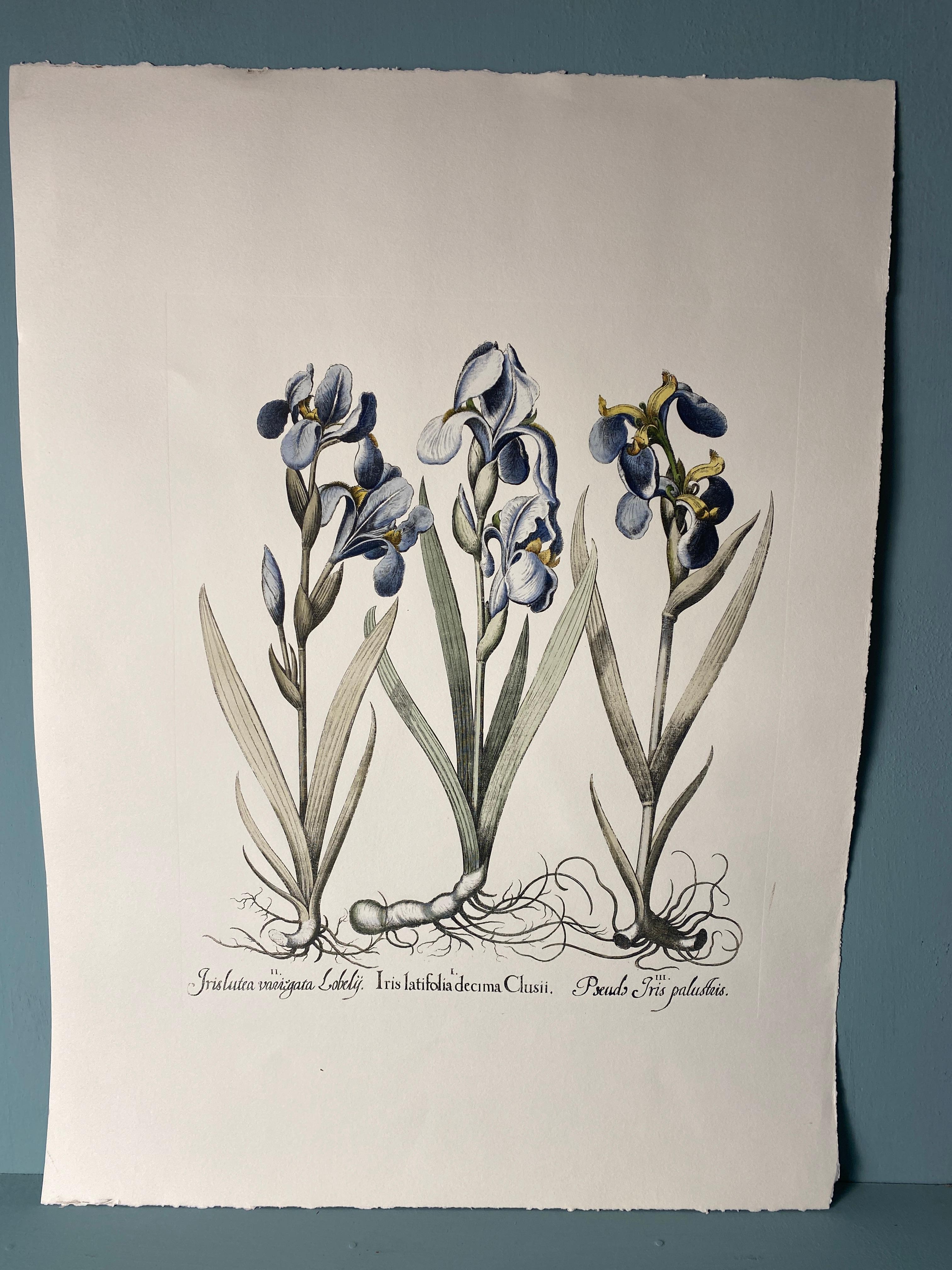 Hand-Painted Italian Contemporary HandPainted Botanical Blue Print 