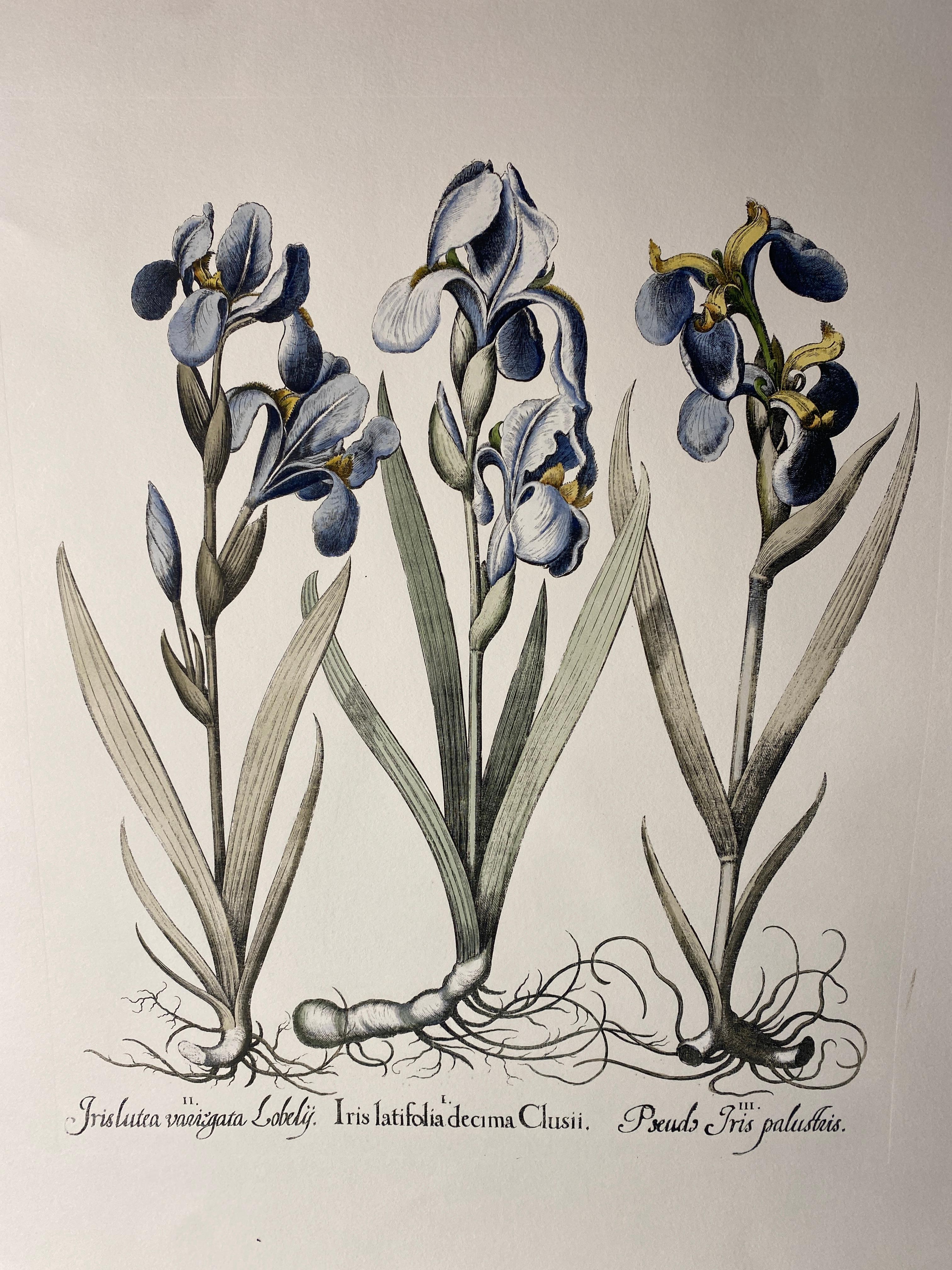 Italian Contemporary HandPainted Botanical Blue Print 