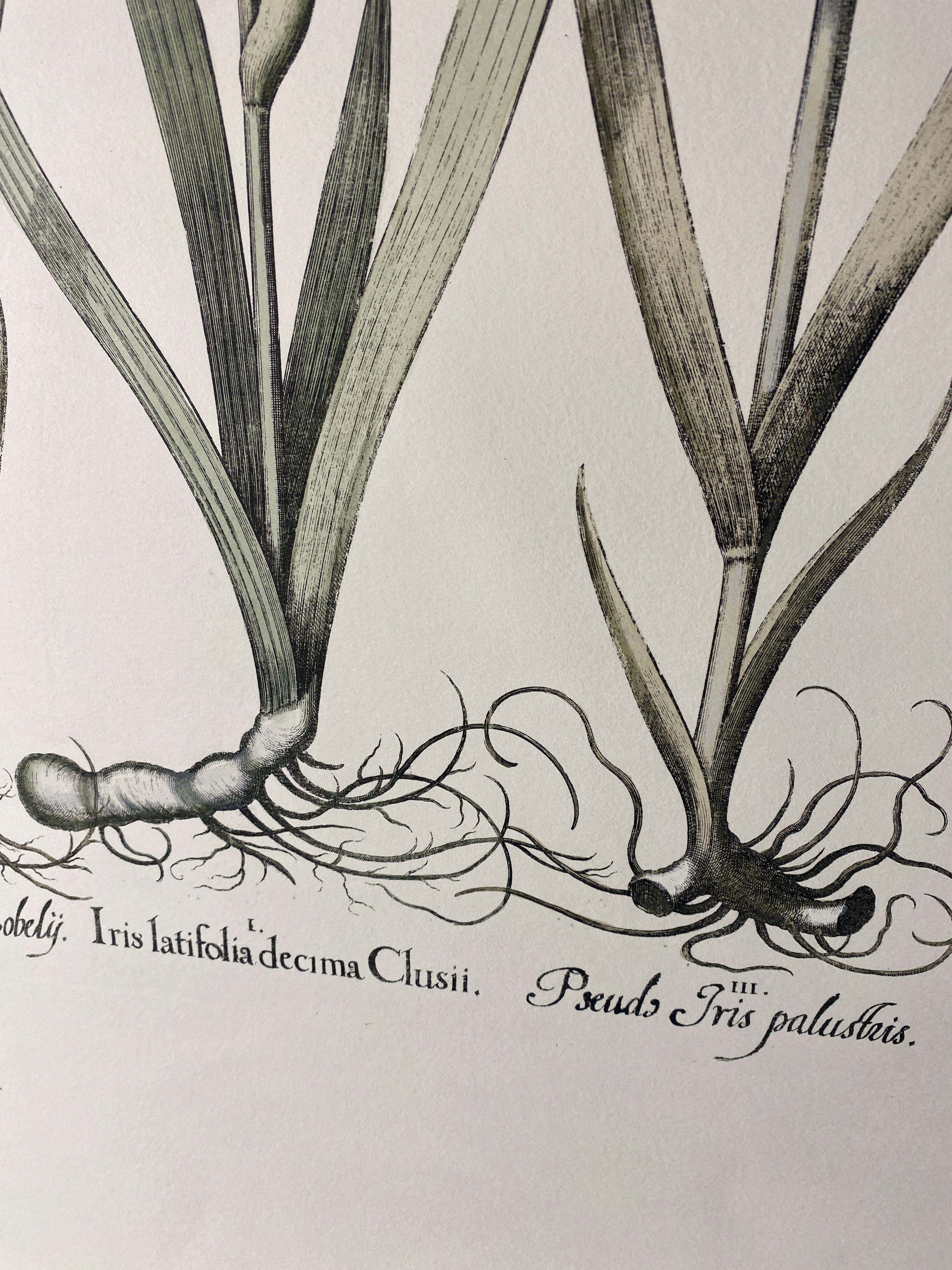 Italian Contemporary HandPainted Botanical Blue Print 