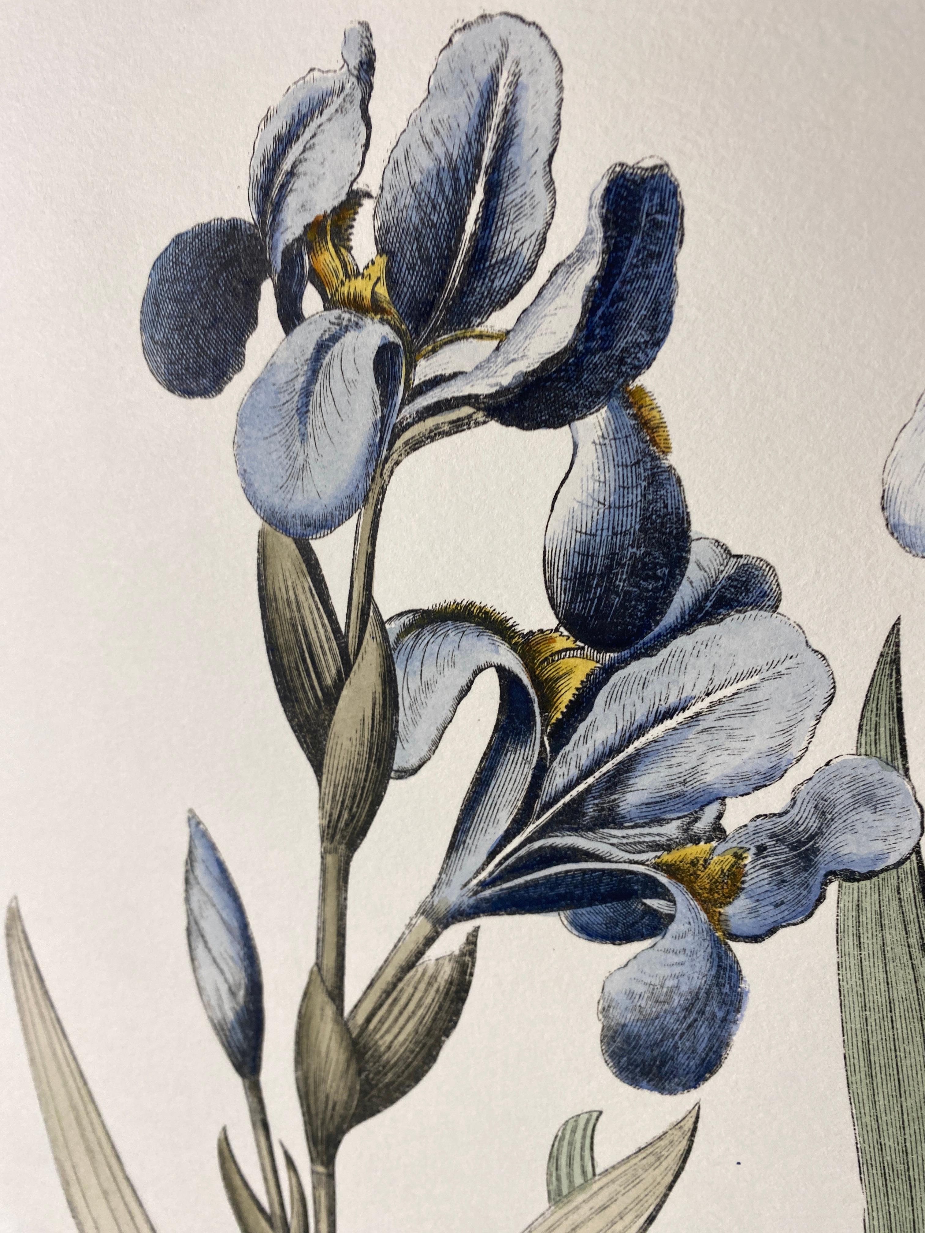 Italian Contemporary HandPainted Botanical Blue Print 