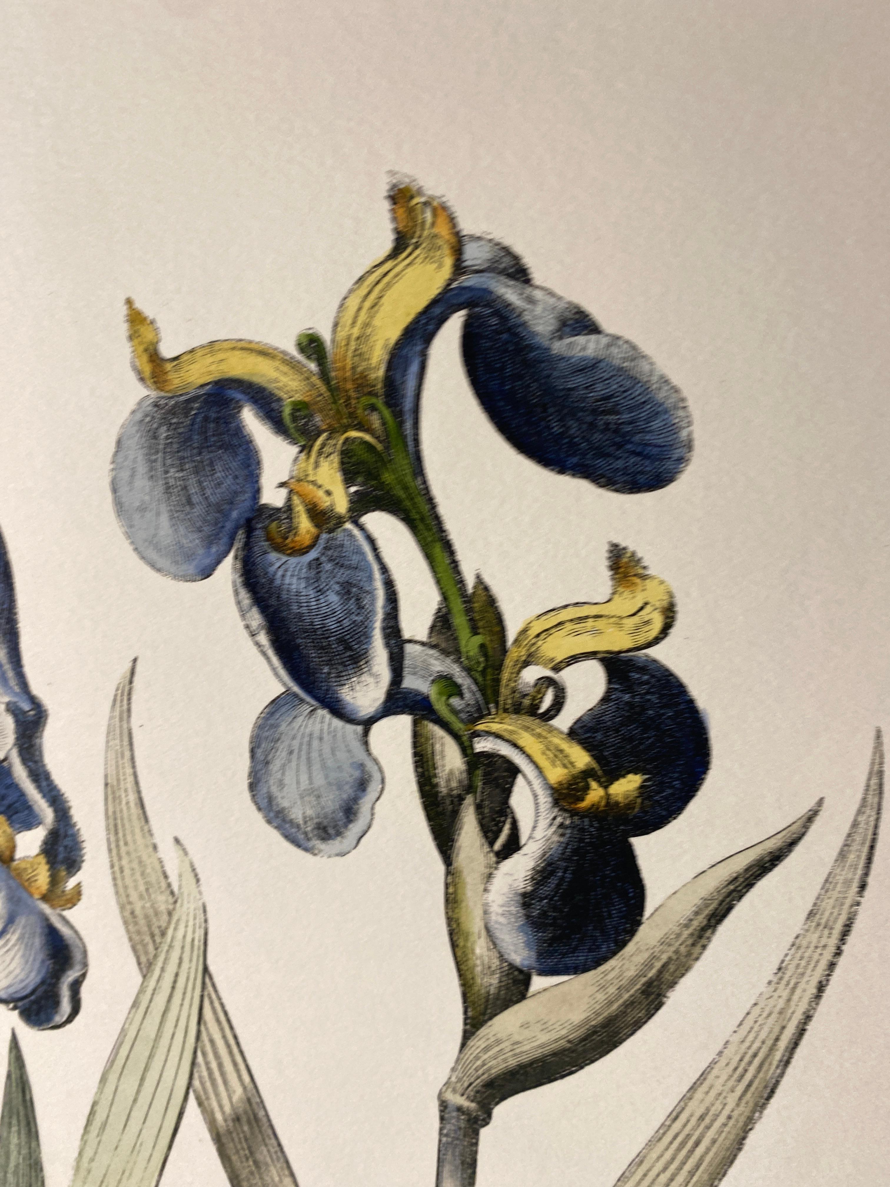 Italian Contemporary HandPainted Botanical Blue Print 