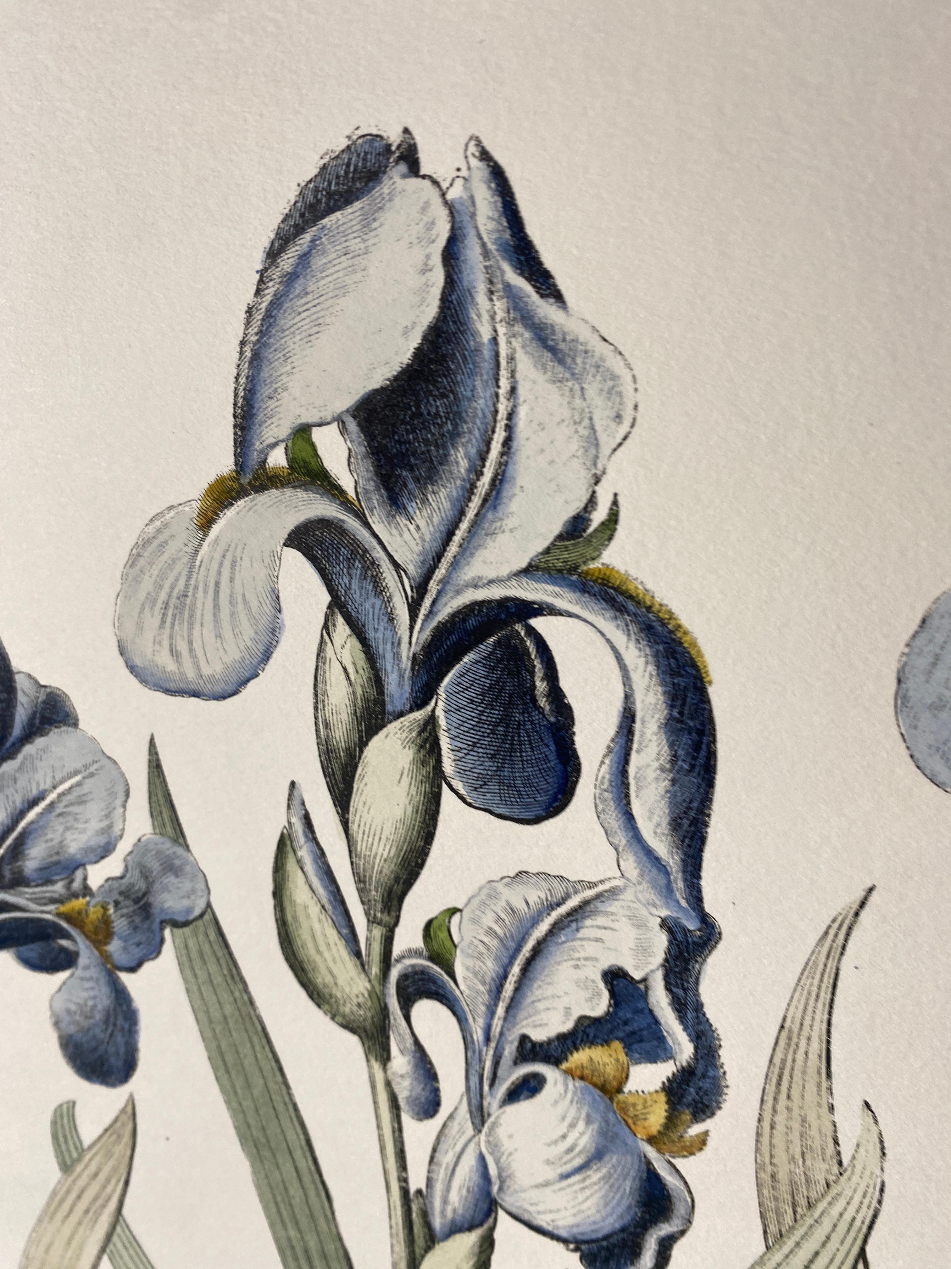 Italian Contemporary HandPainted Botanical Blue Print 
