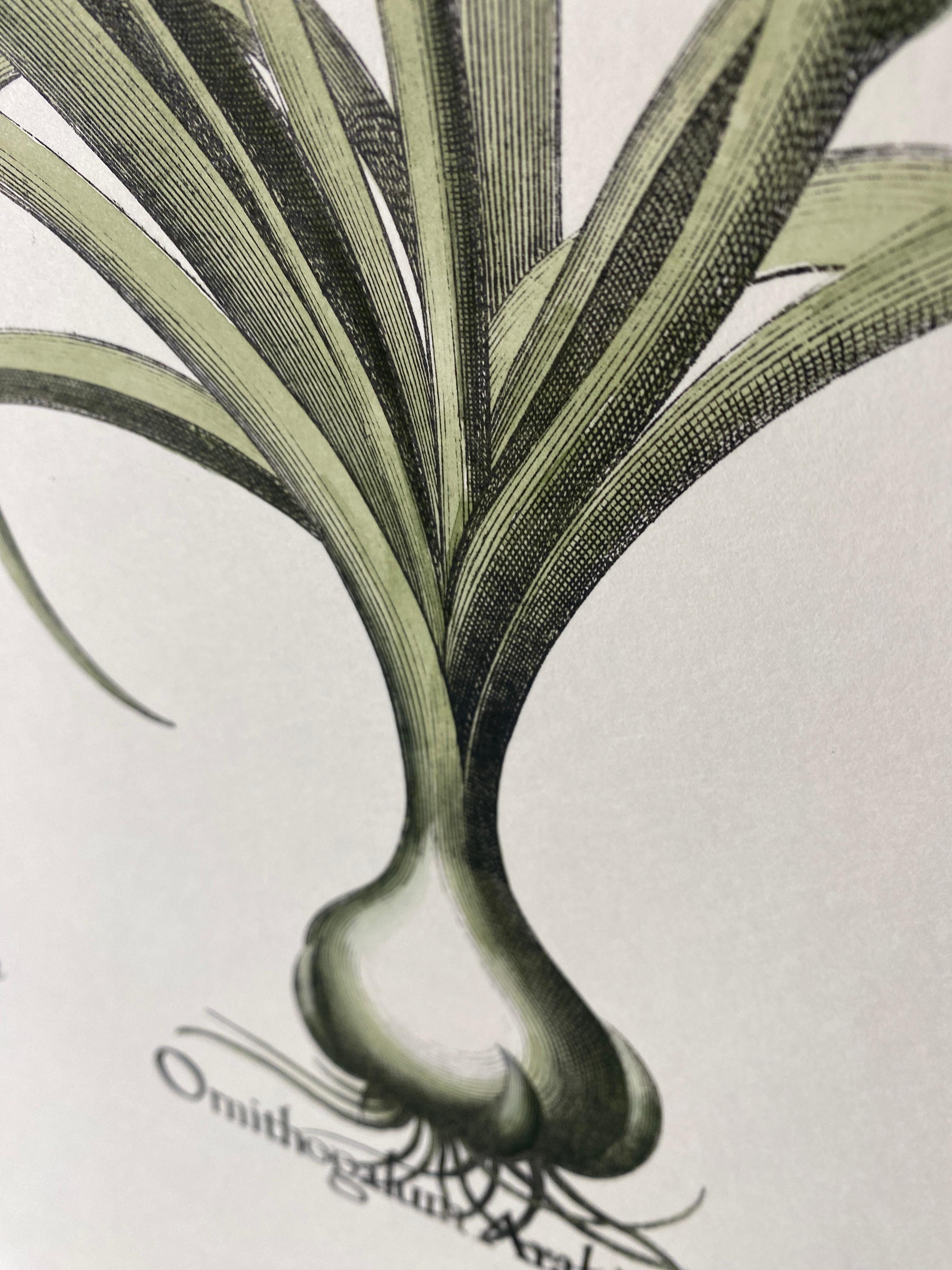 Stampa botanica contemporanea italiana dipinta a mano in blu 