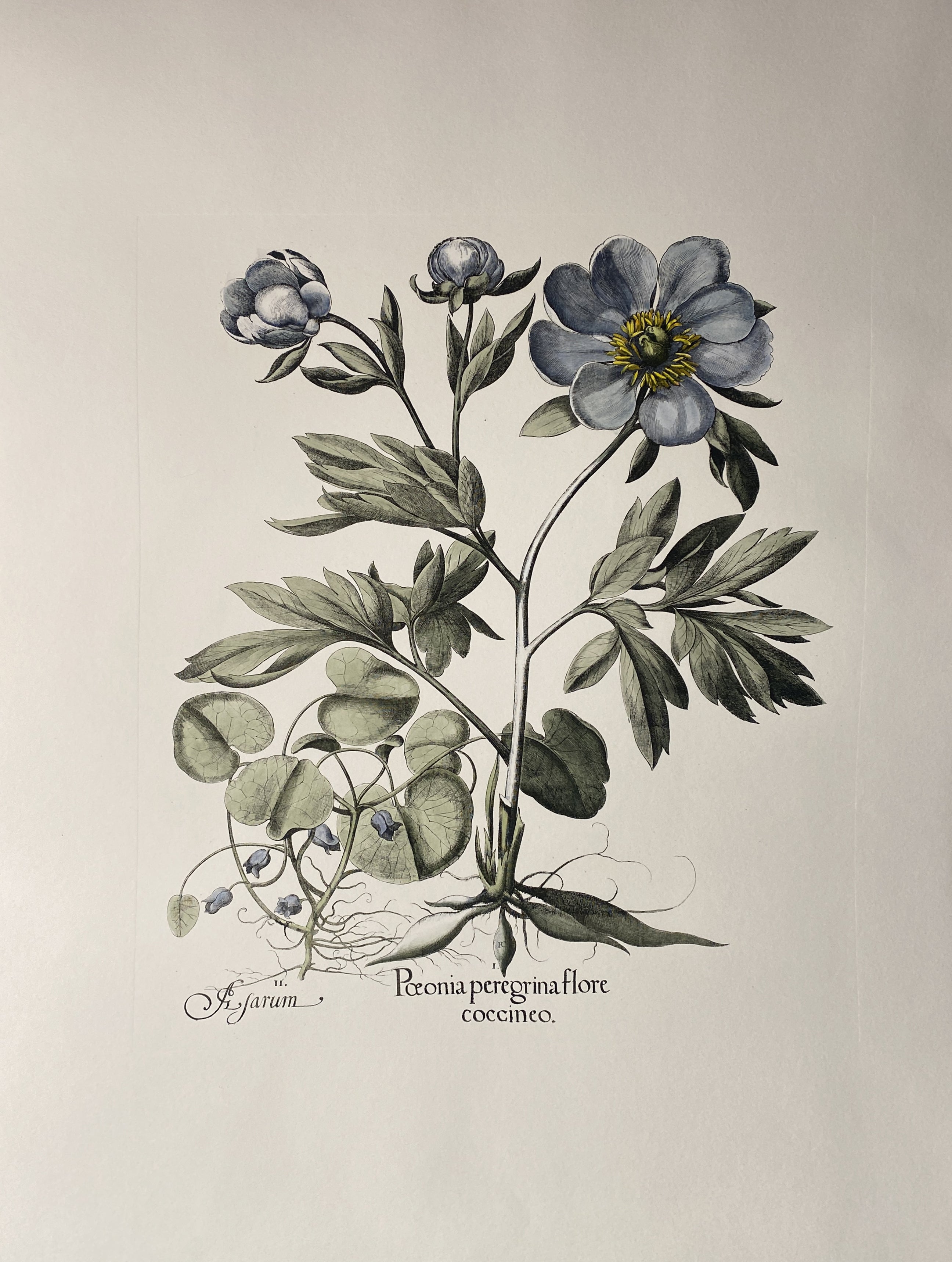 Stampa della Collection Botanique Bulbacee raffigurante Ornithogalum, arricchita da colori blu e sfumature di acquerello.

Sono disponibili altre diverse stampe di fiori Bulbacee per creare una composizione colorata.La collezione è composta da:
-