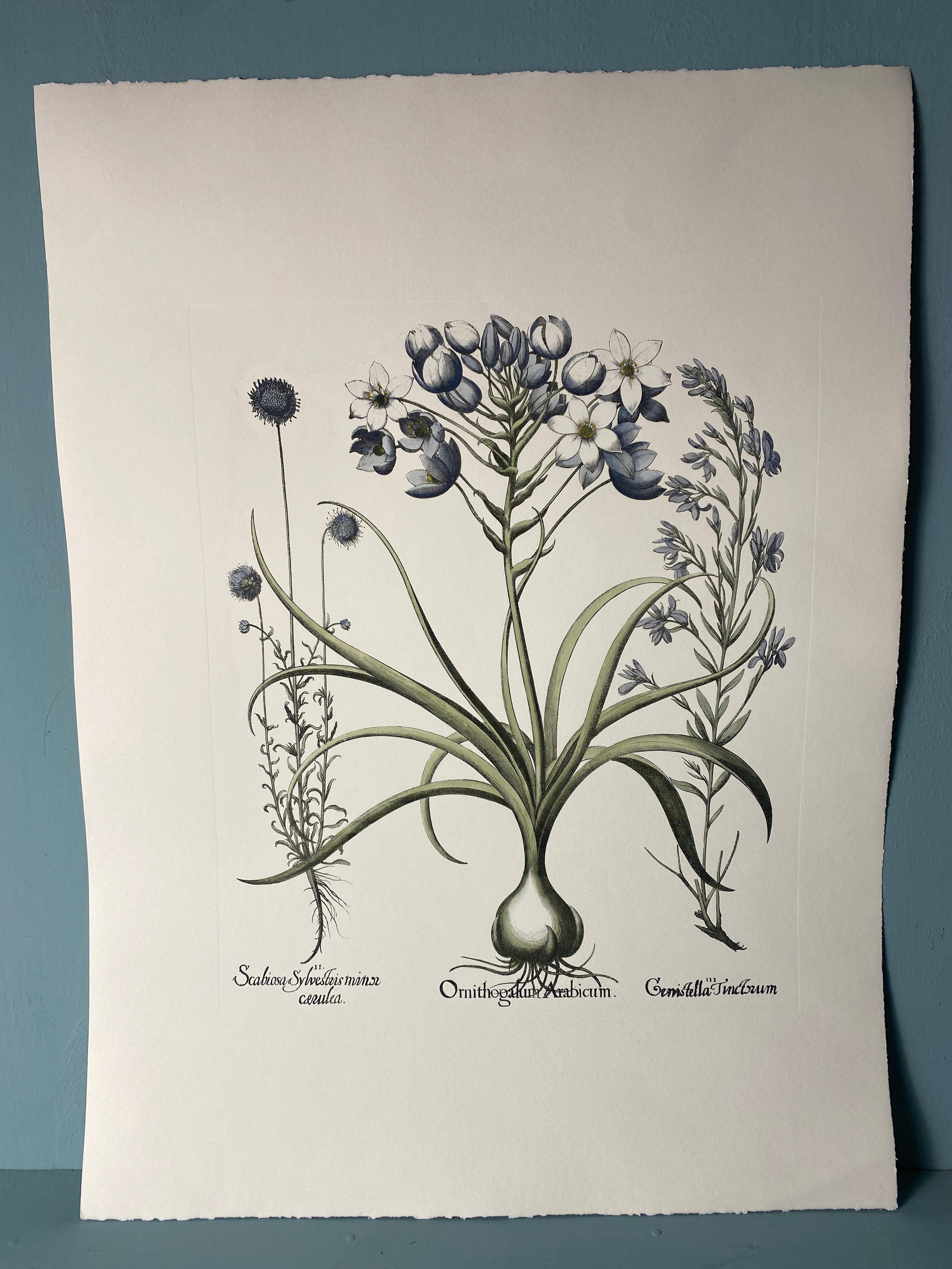 Italiano Stampa botanica contemporanea italiana dipinta a mano in blu 