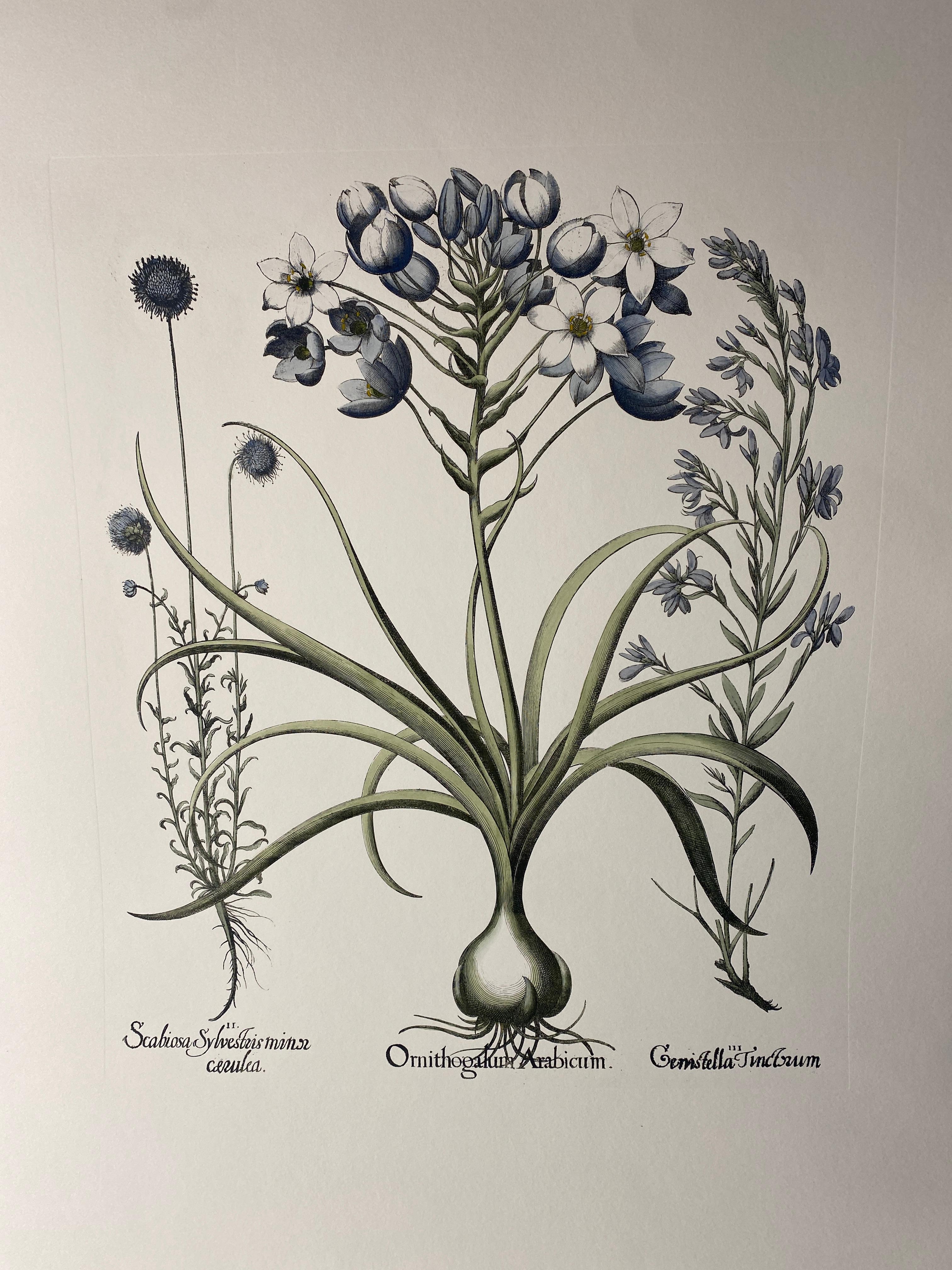 Dipinto a mano Stampa botanica contemporanea italiana dipinta a mano in blu 