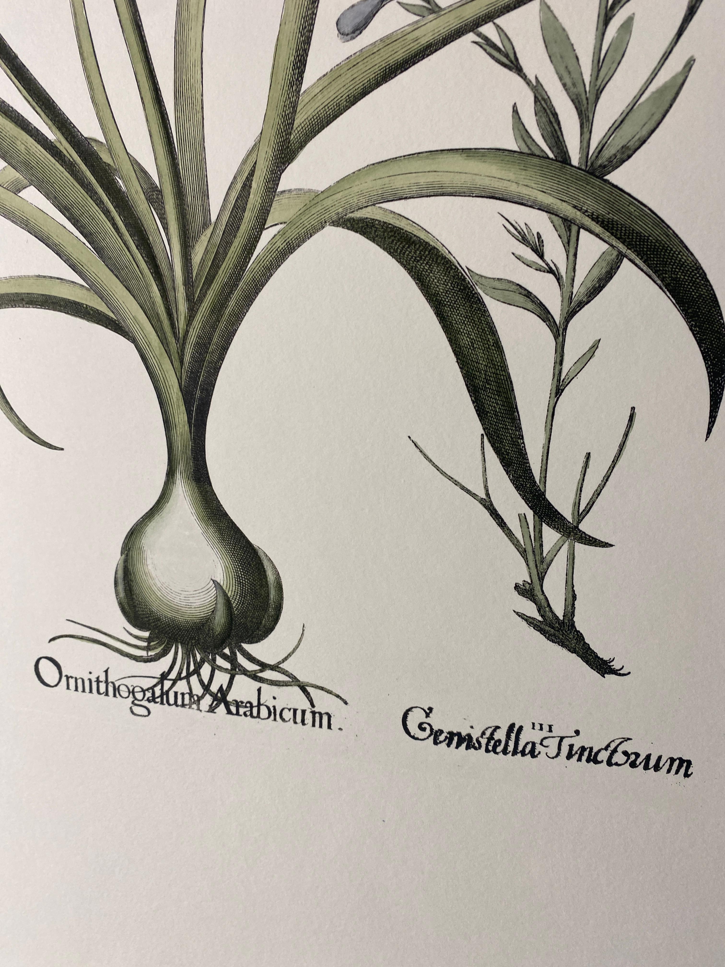 Stampa botanica contemporanea italiana dipinta a mano in blu 