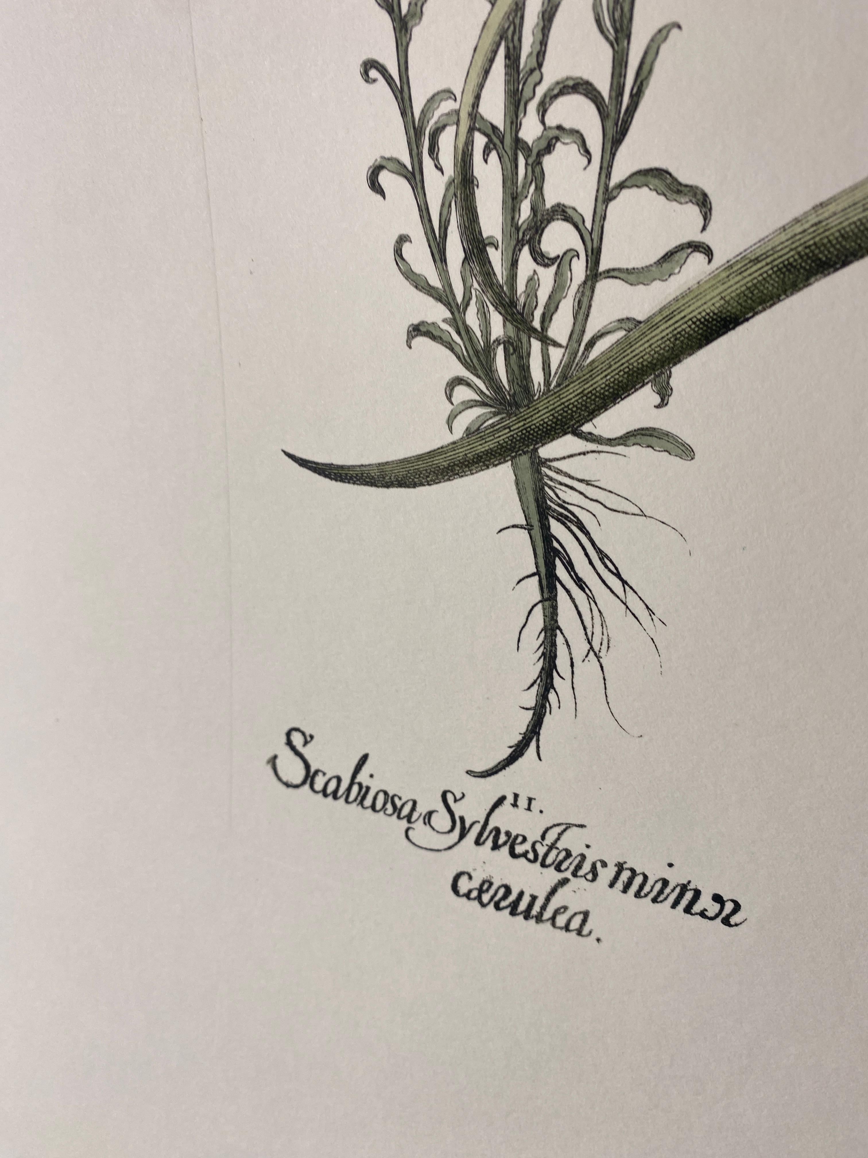 XXI secolo e contemporaneo Stampa botanica contemporanea italiana dipinta a mano in blu 